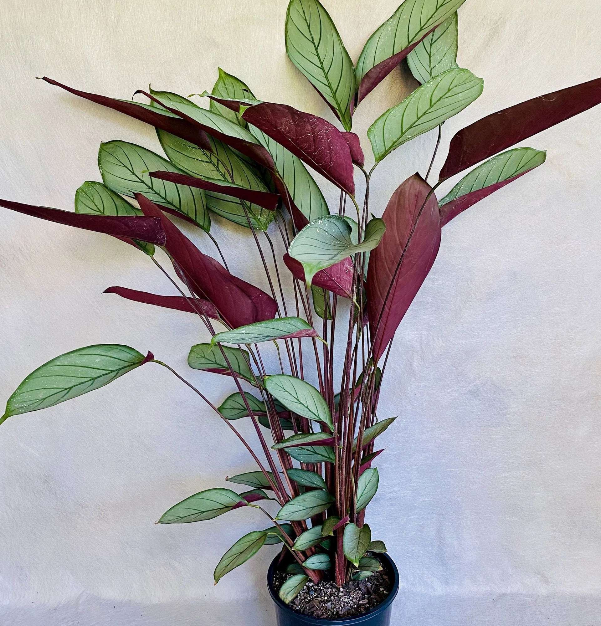  вазон ктенанта фото - декоративно листяні рослини