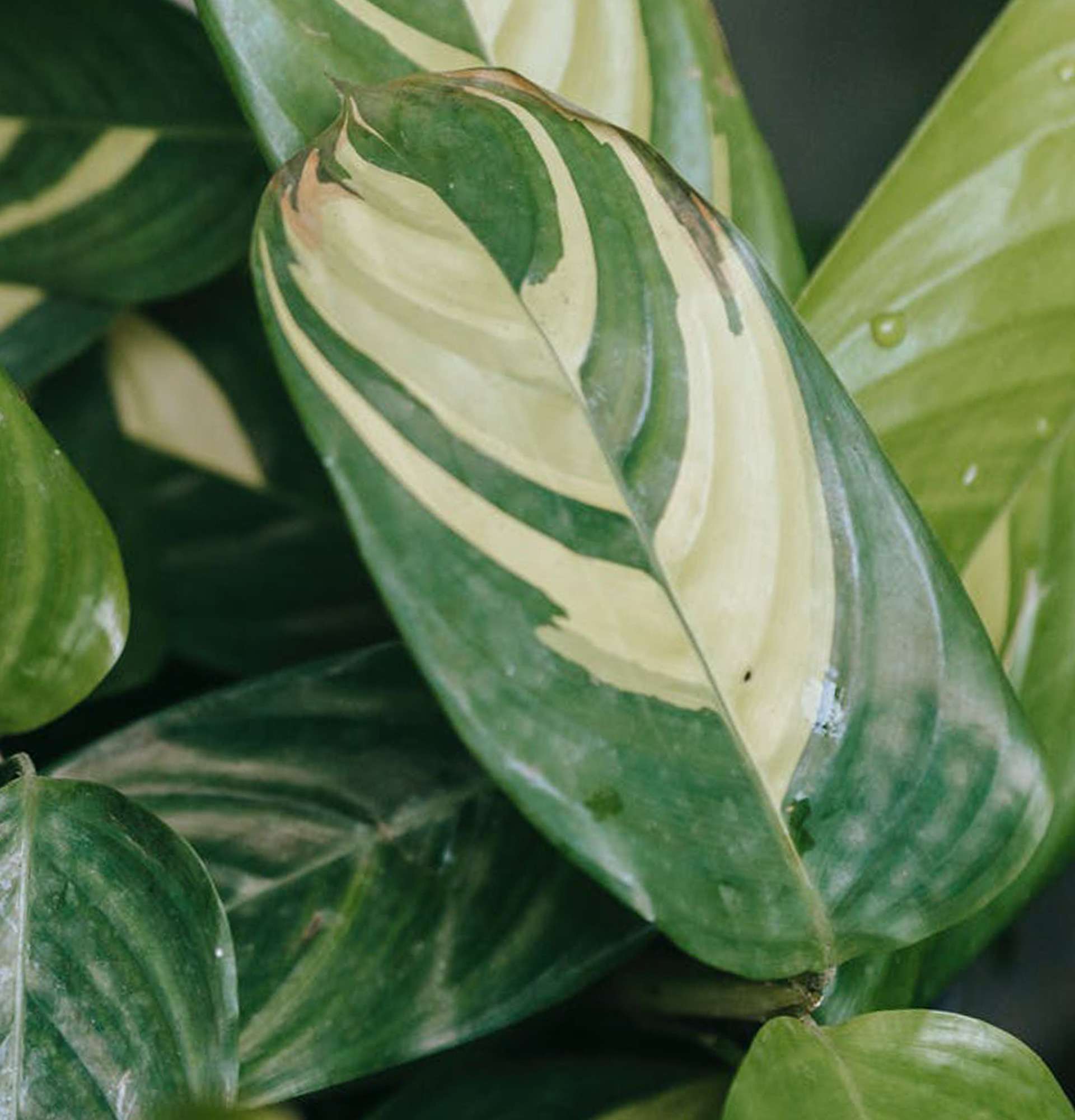  листя ктенанти фото - вічнозелені рослини