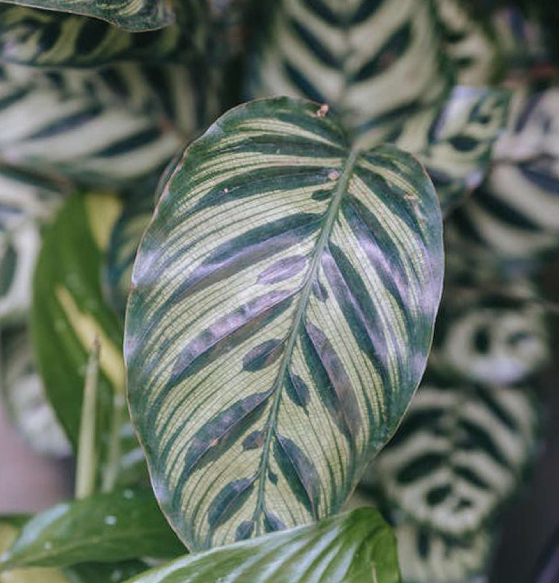  ктенанте фото - растение с полосатыми листьями