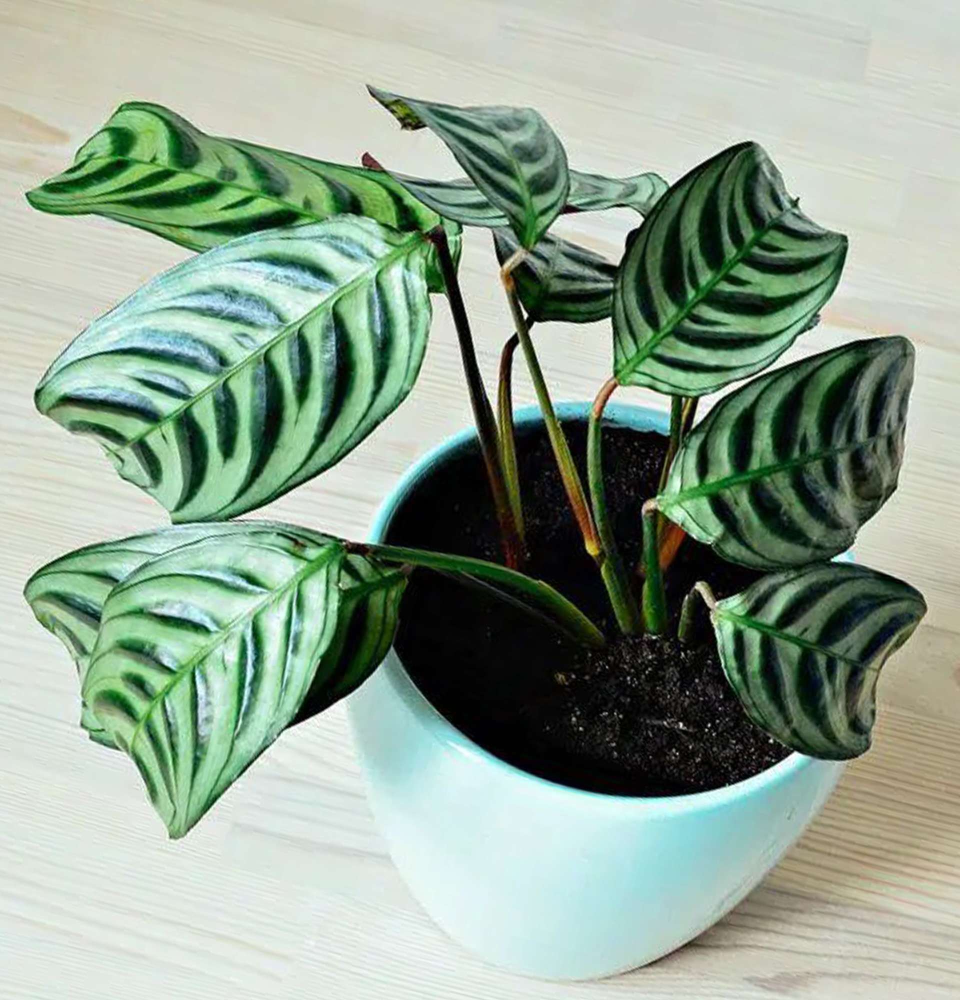  ктенанта - кімнатна рослина з біло-зеленим листям
