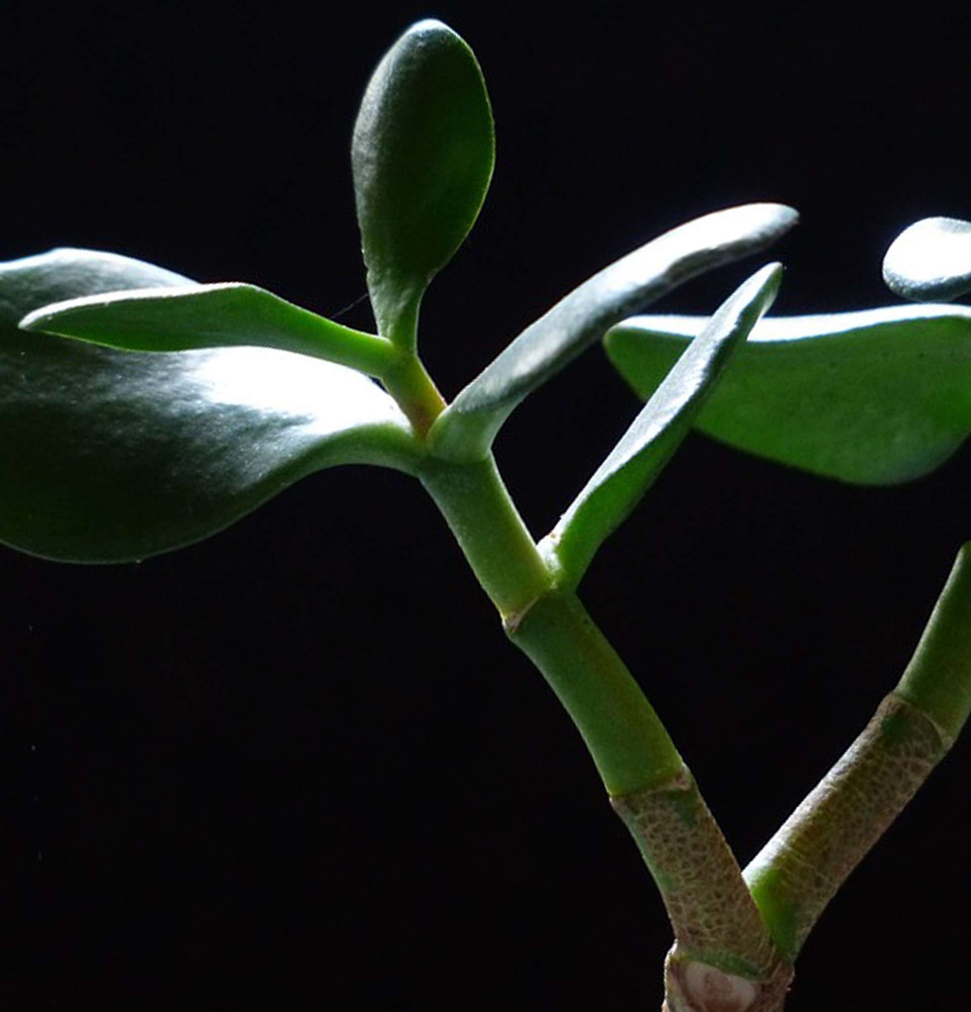  денежное дерево фото - растение с твердыми листьями