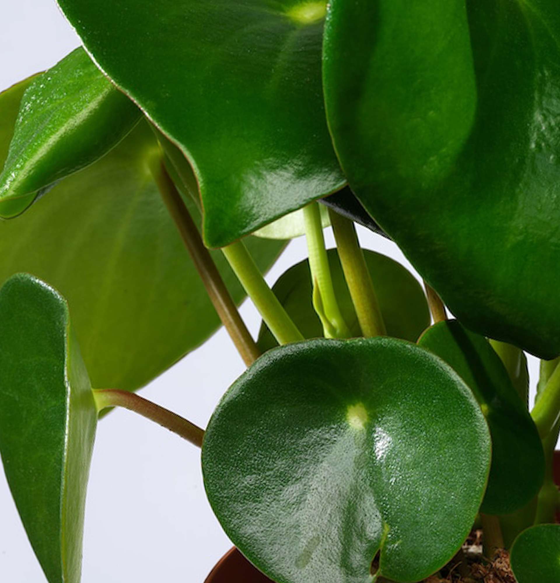  пеперомия фото - цветок с насыщенными зелеными листьями