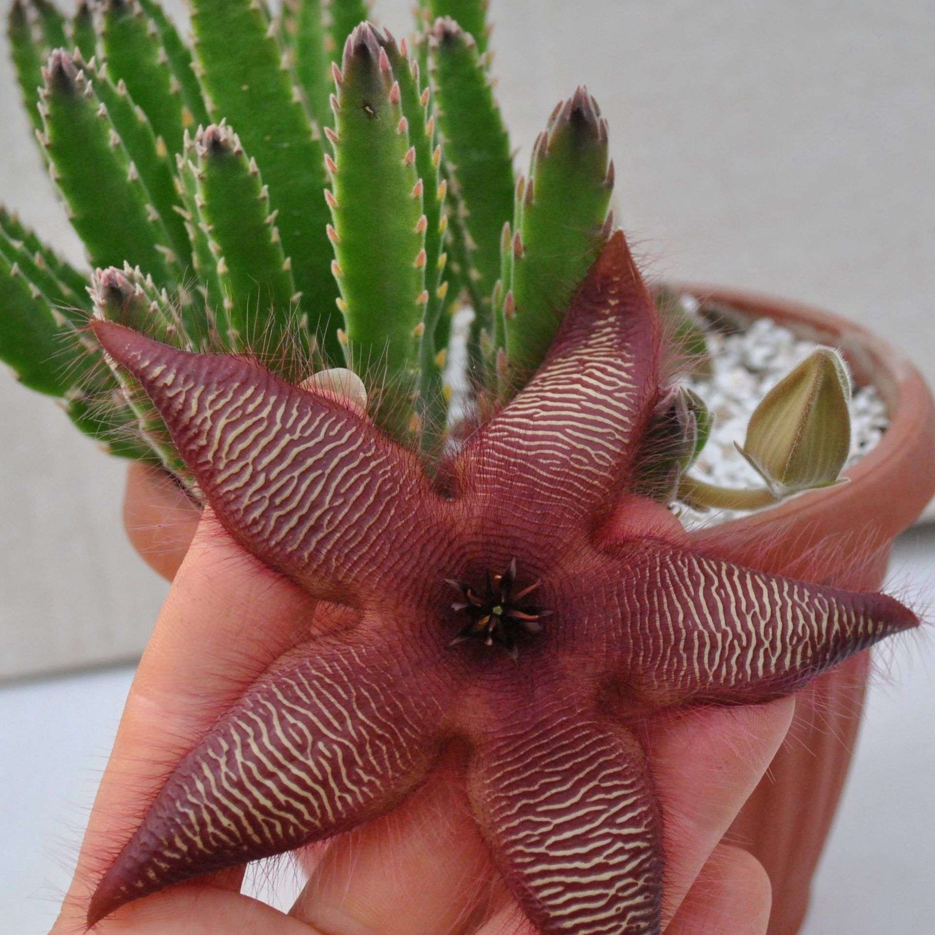 Stapelia glanduliflora