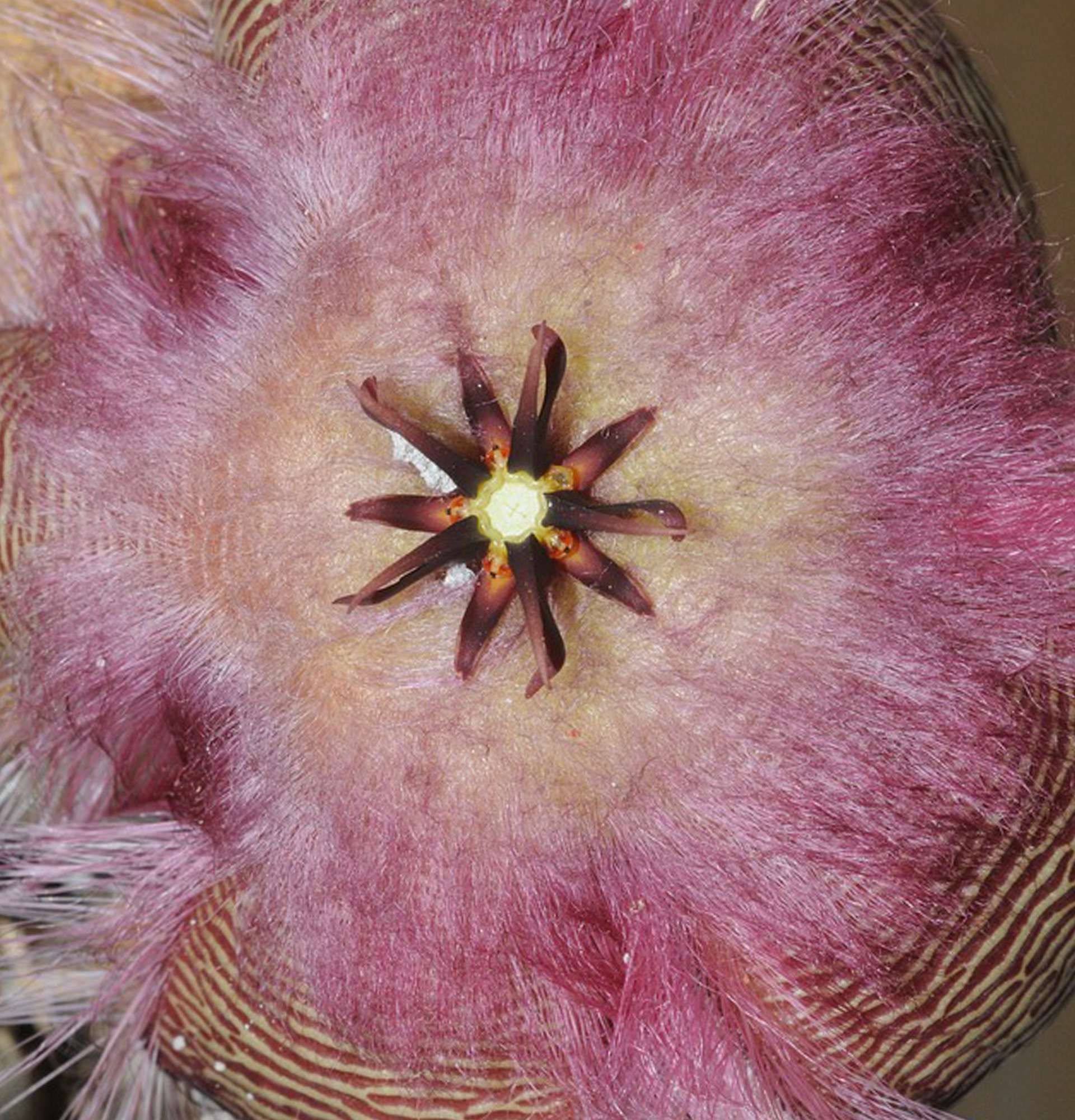  Стапелия фото - цветок «морская звезда»