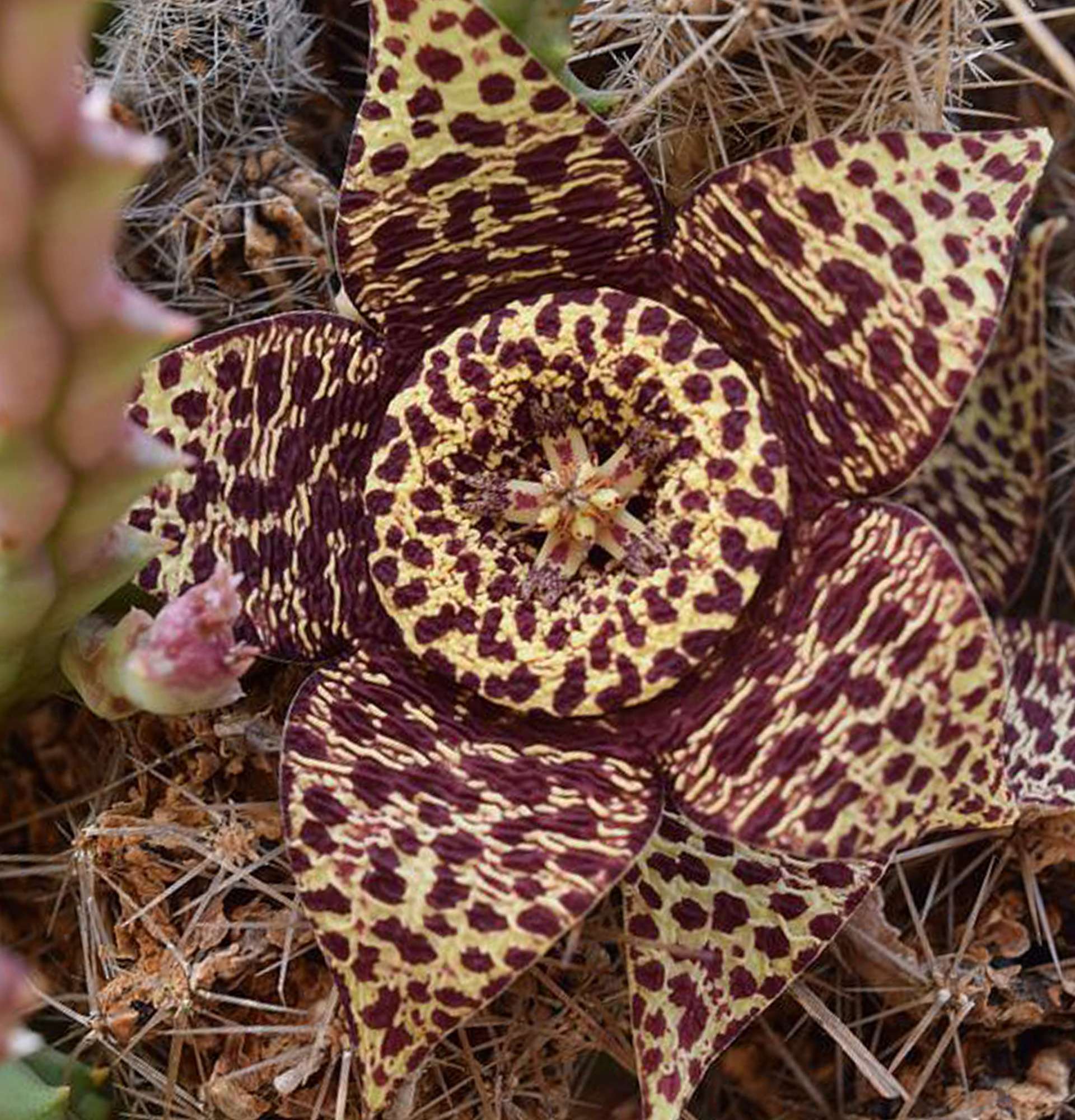  растение пушистый звездоцвет фото - цветок в точку