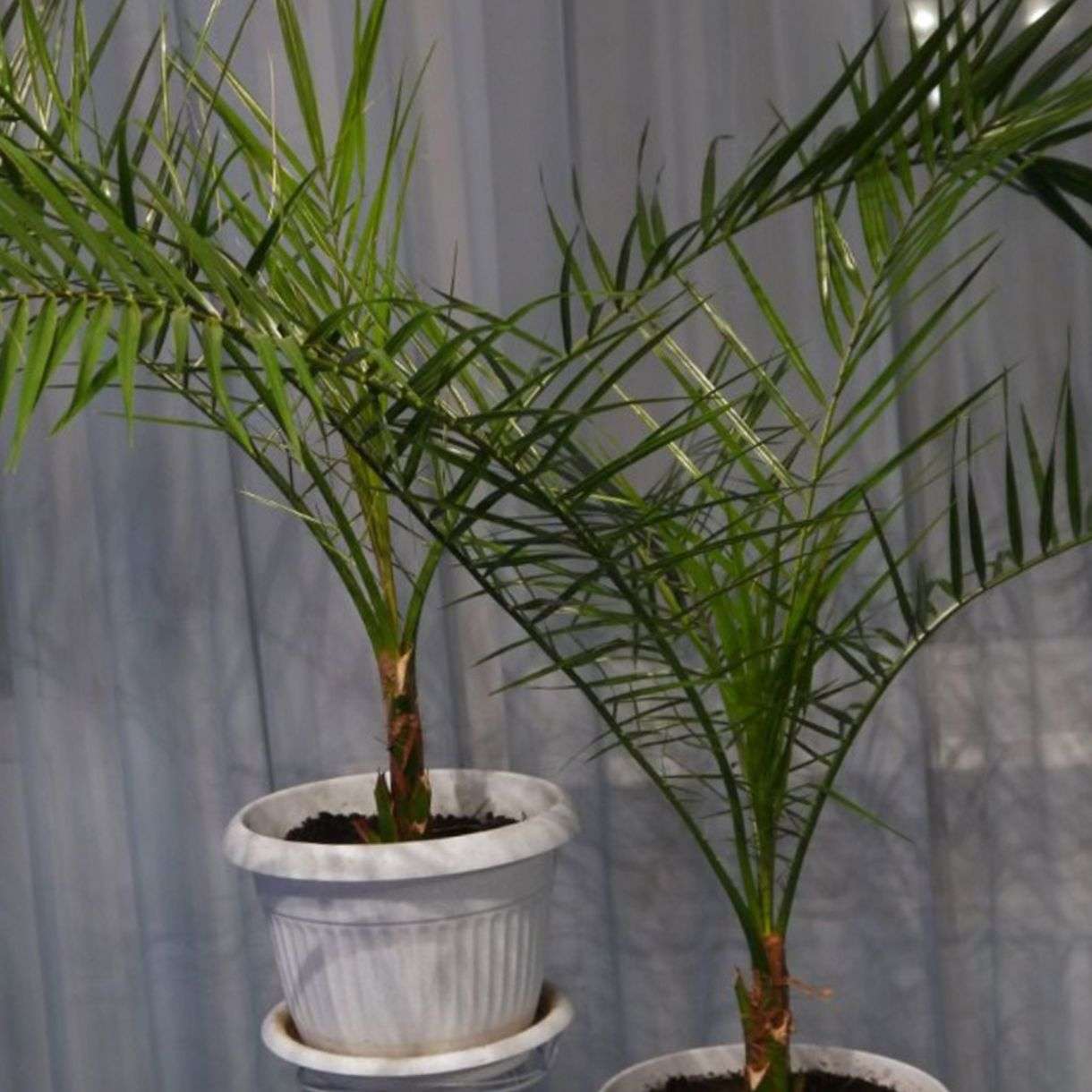 Финиковая пальма фото домашняя из косточки