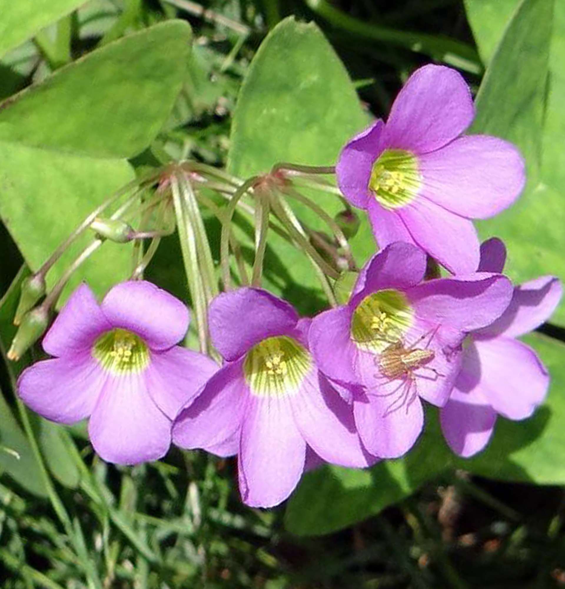 Blühendes Oxalis-Foto - Hasenkohlpflanze
