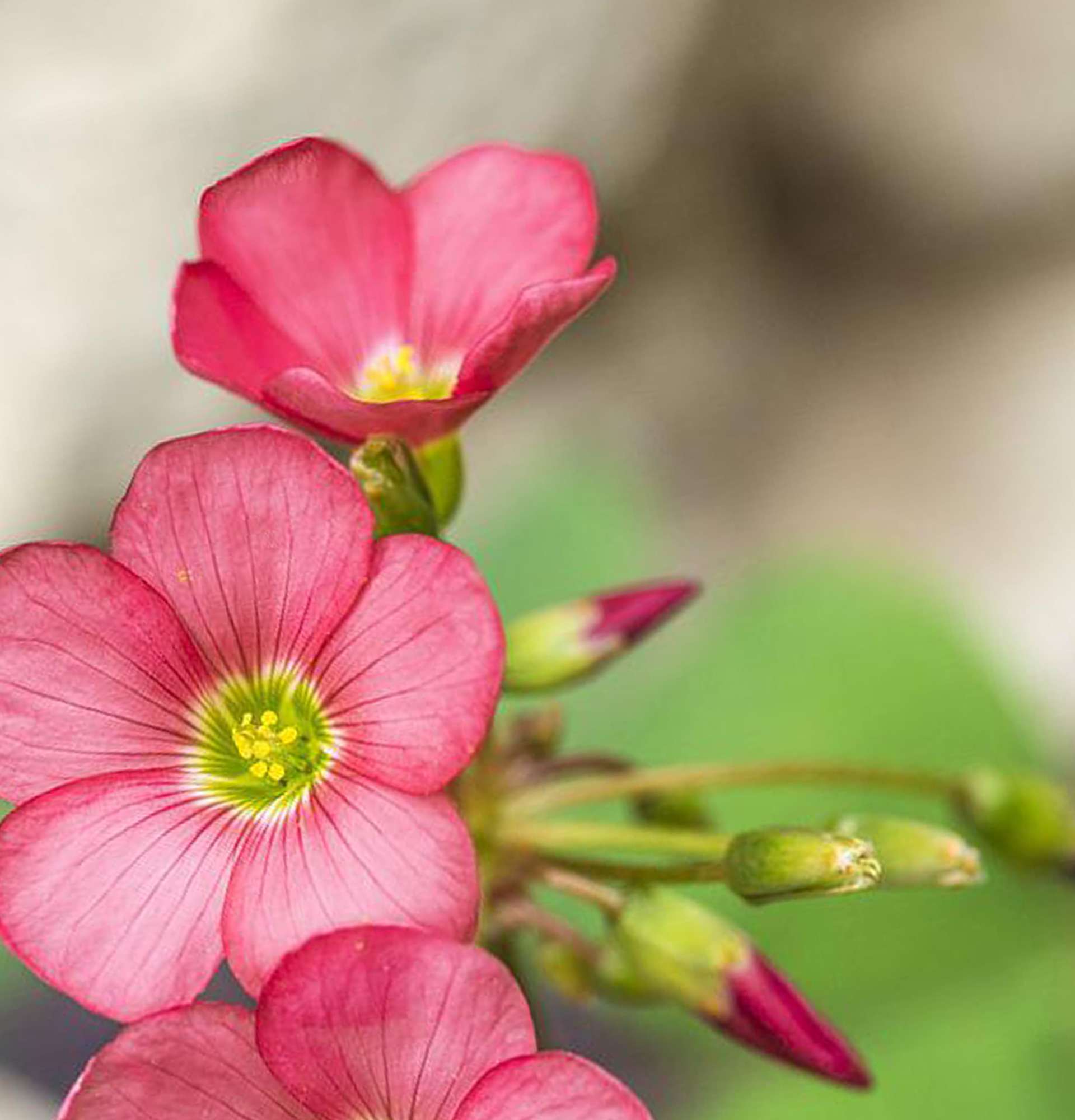  цветок день и ночь фото – вазон кислица