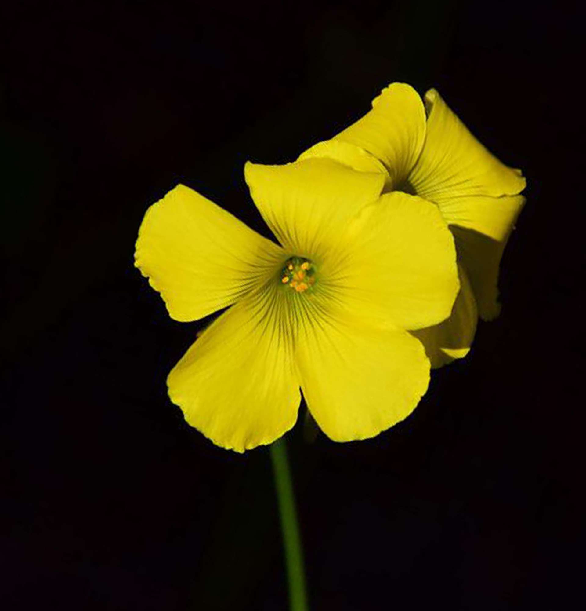 flower of happiness photo - oxalis flowering