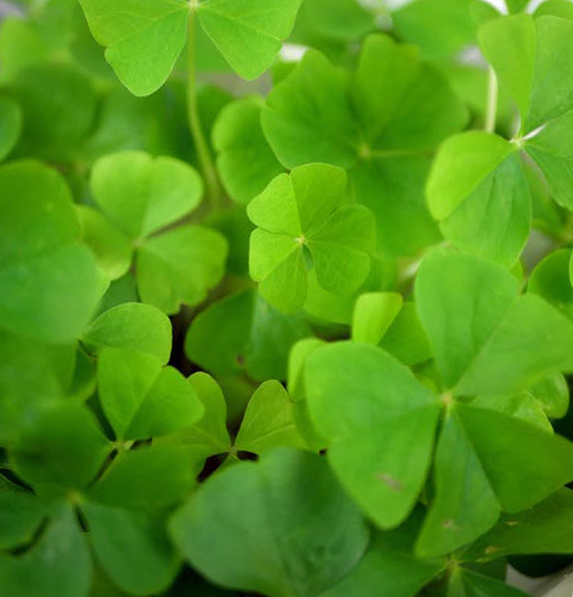  зеленая кислица фото – оксалис листья