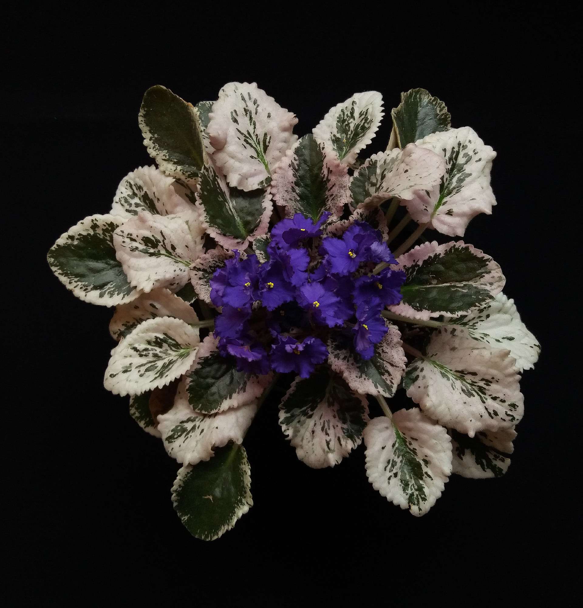 Квітучий Вазон Сенполія фото - темна фіалка