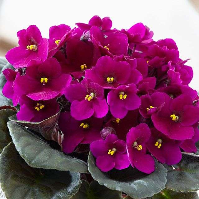 фіалка бордова - фото сенполія темна