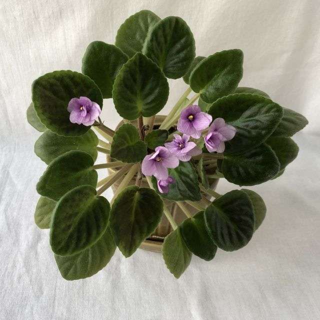 сенполія фіолетова - фото Узамбарская фіалка