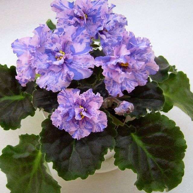 сенполія - догляд та вирощування фото