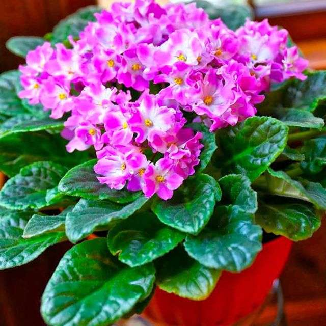 сенполія світла фото - африканська фіалка рожева