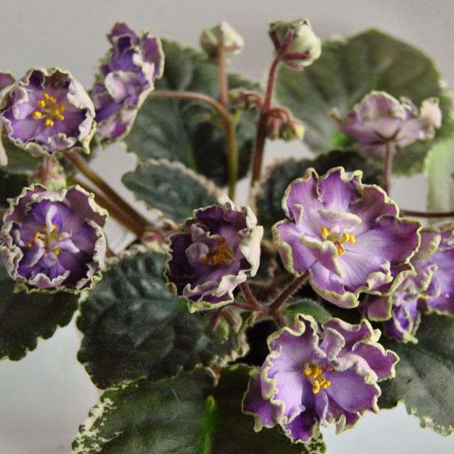 сенполія гібридна фото - фіалка рожево-синя