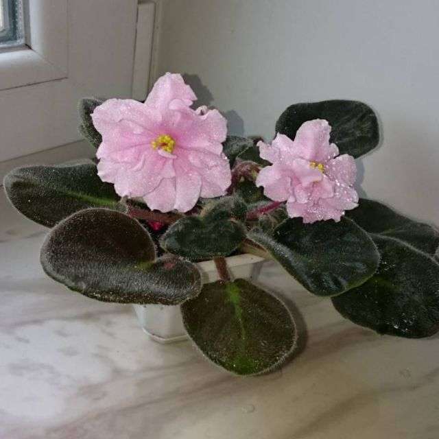 сенполія синя фото - фіалка