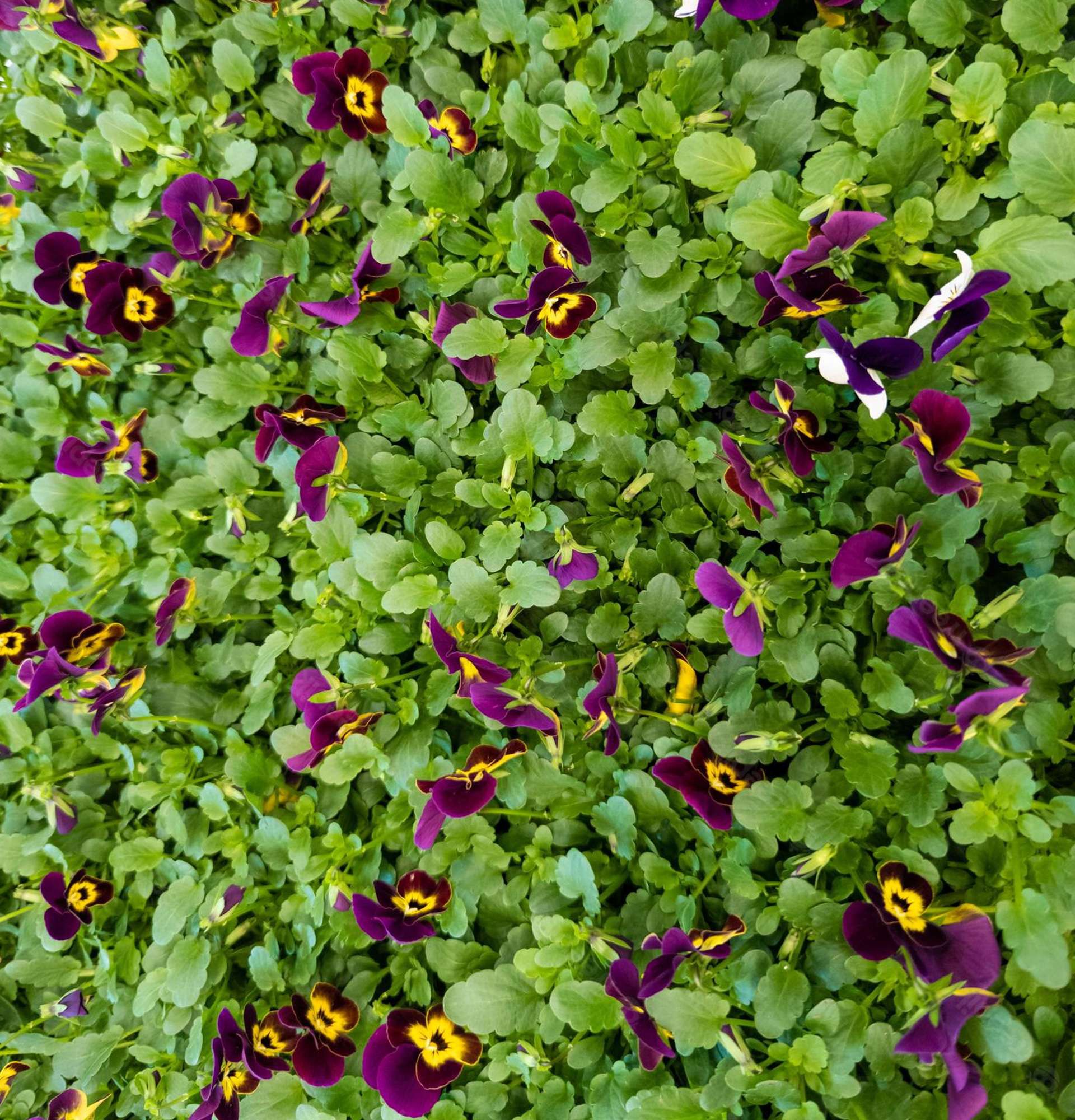  садова рослина фото Віола - фіалка триколірна