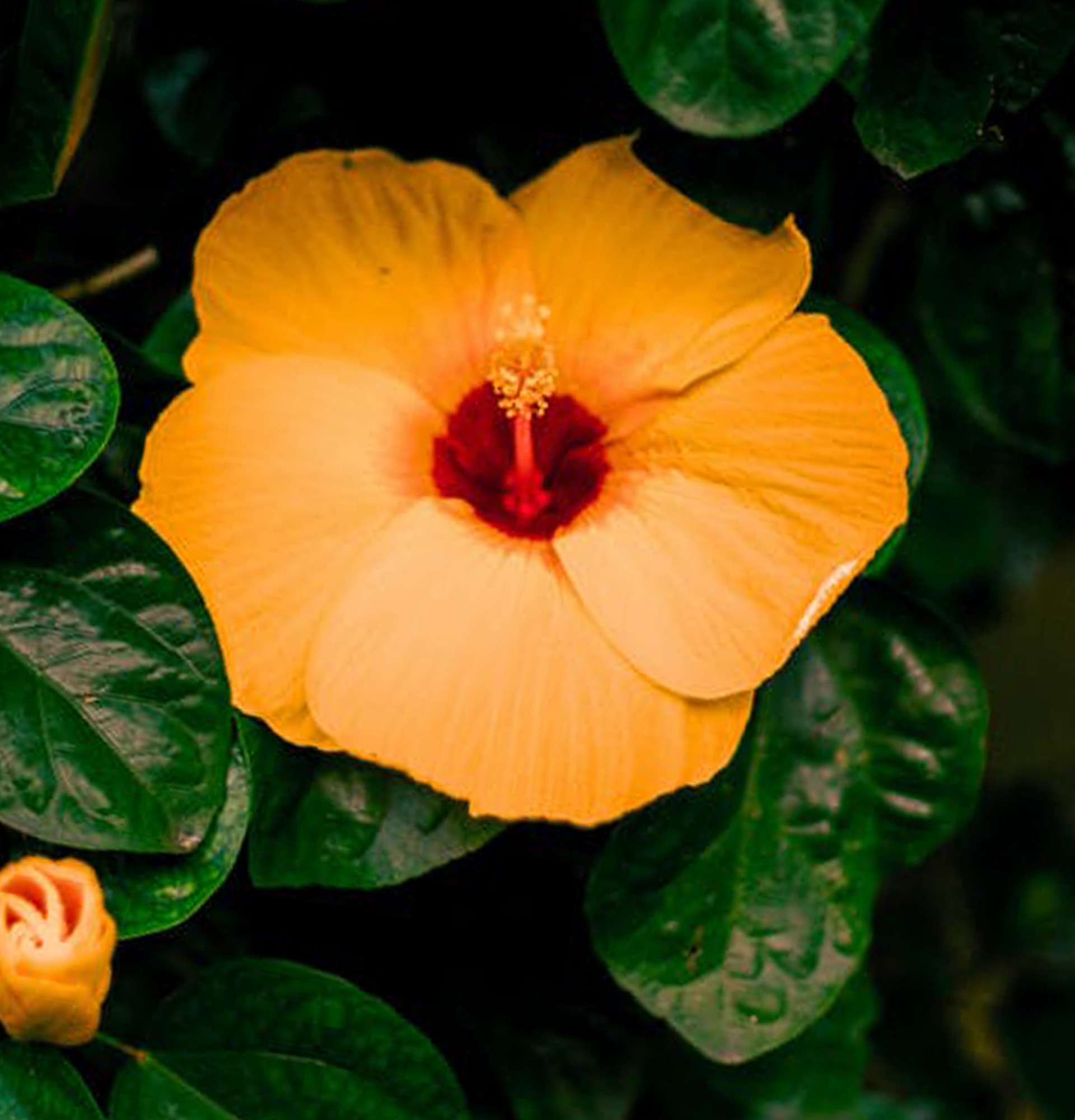  цвітіння гибискуса фото – Фатера