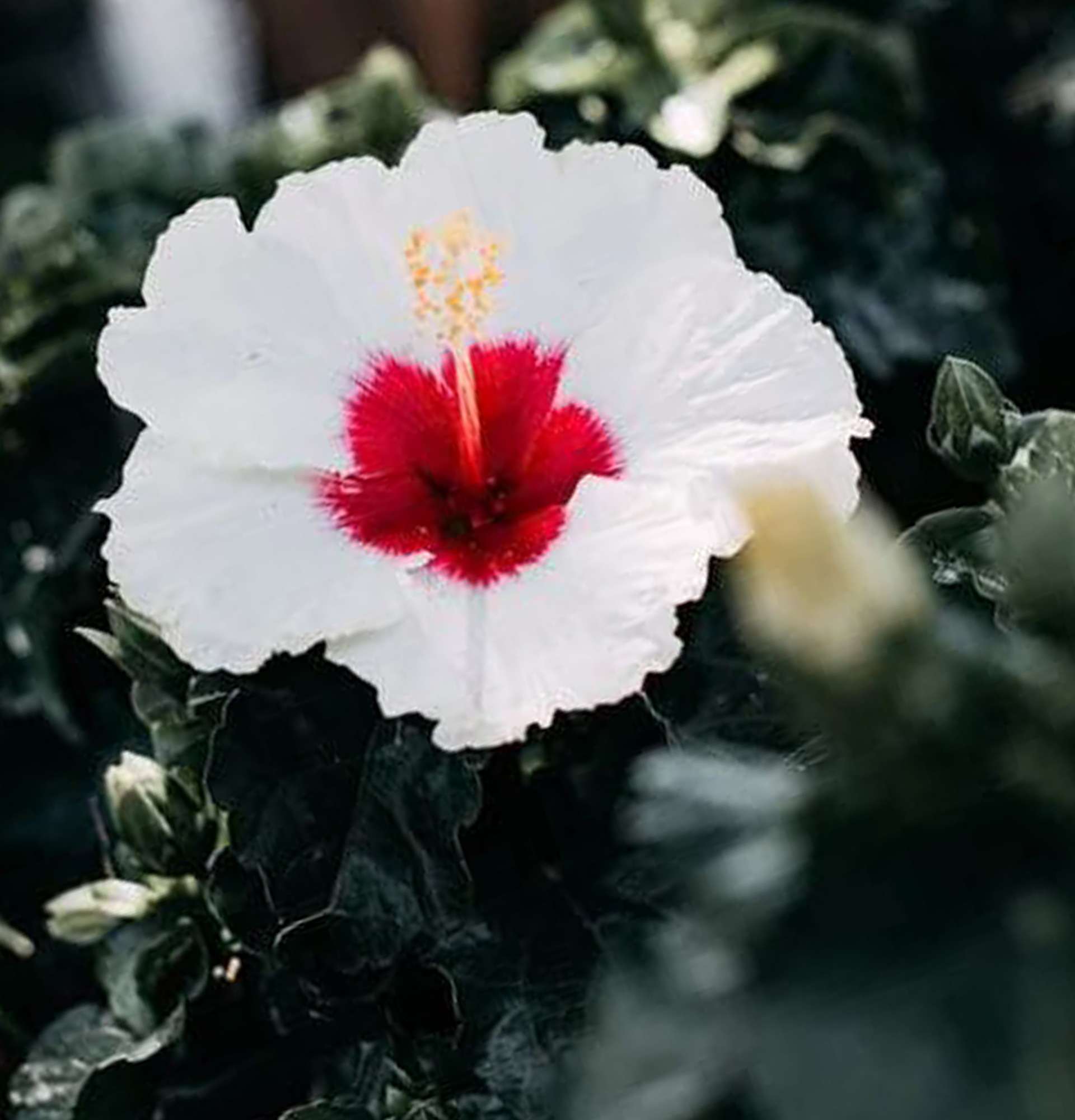  квітучий кущ фото – китайська троянда