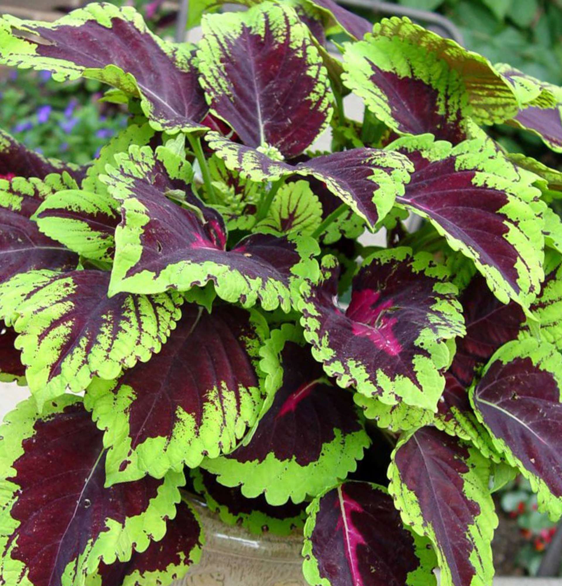 coleus green photo - a plant with striped leaves