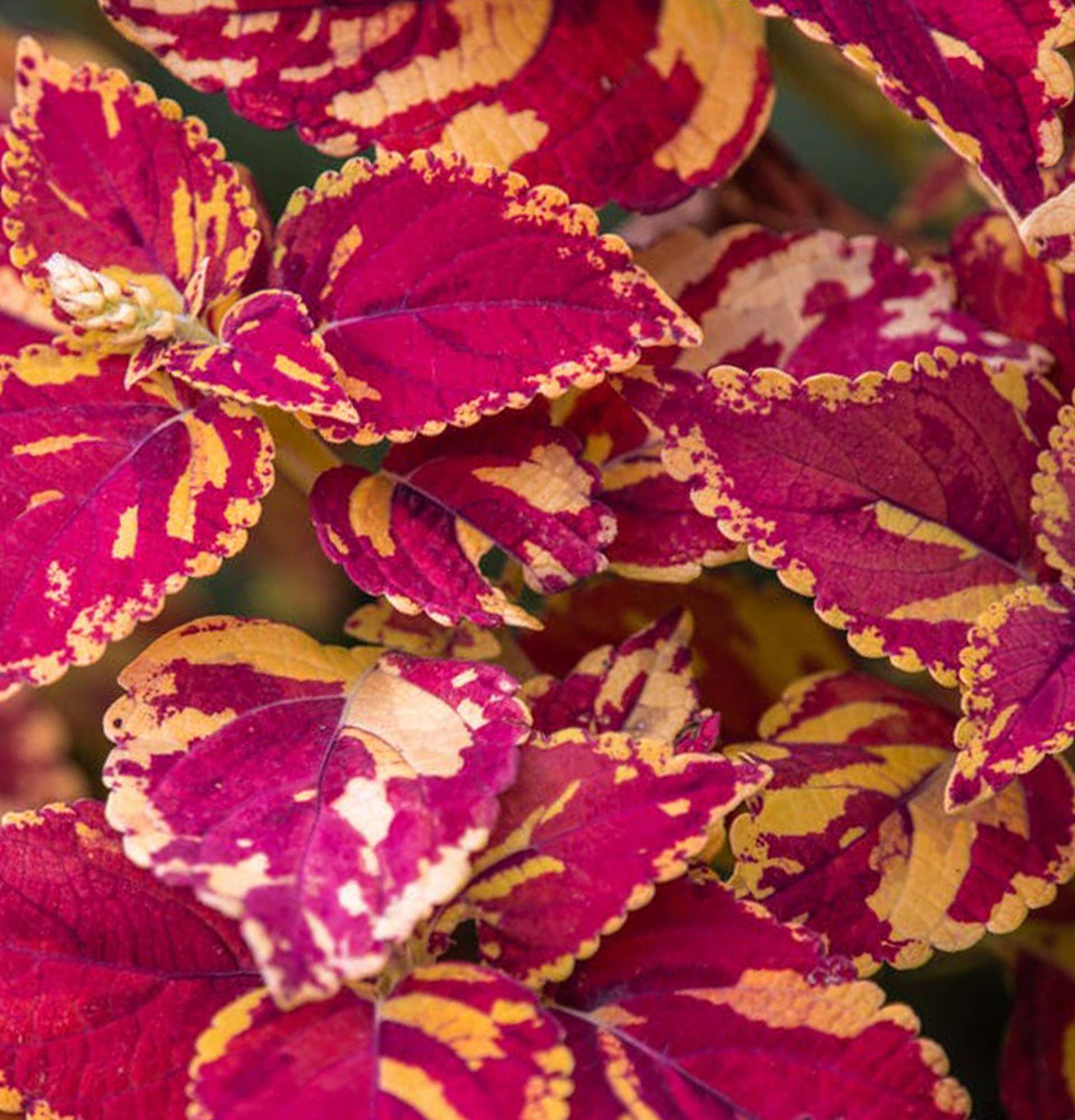  домашня Кропивка фото – рослина з жовто-рожевими листям