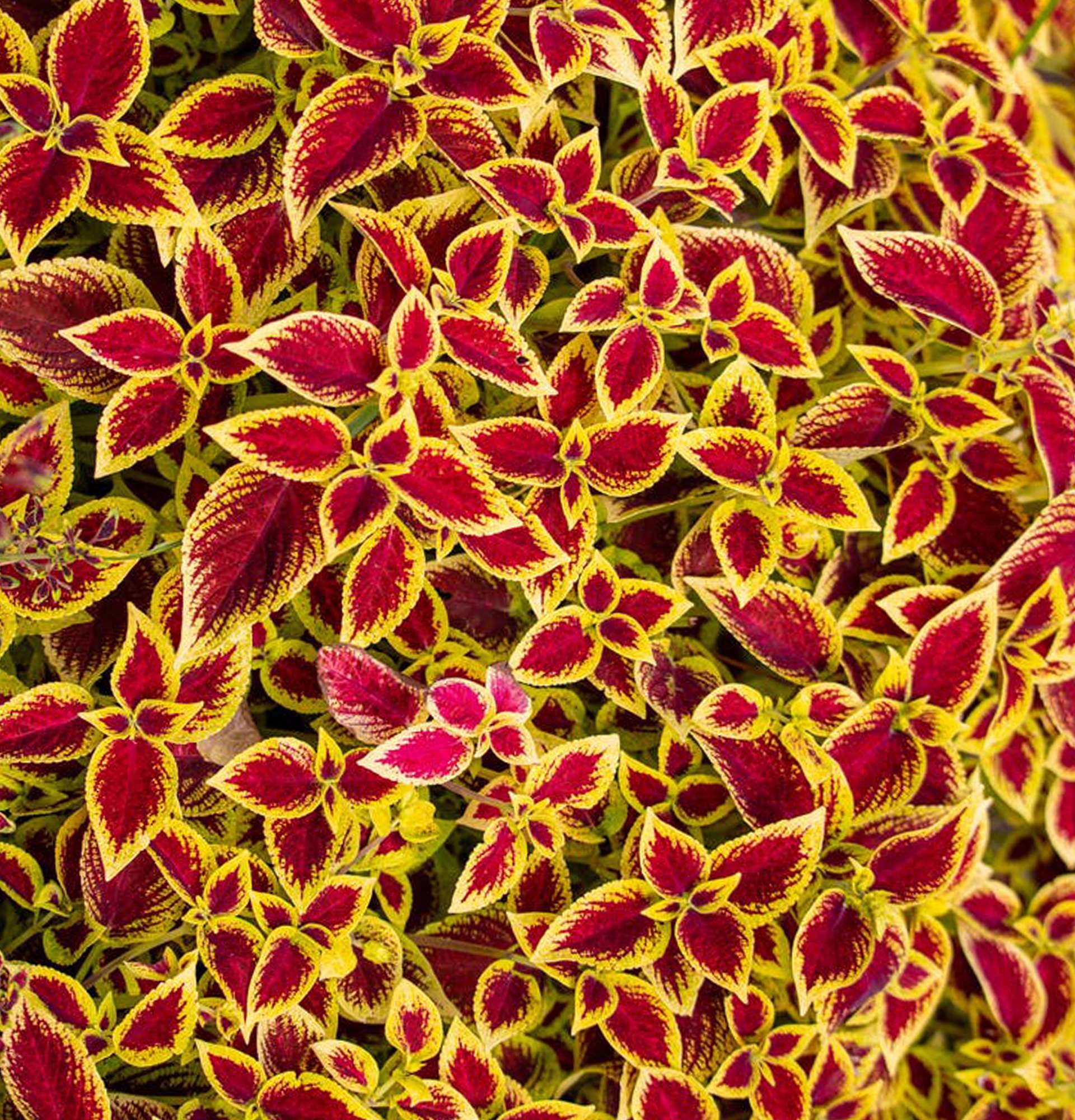 Blumentopf Coleus Foto - Strauch zu Hause