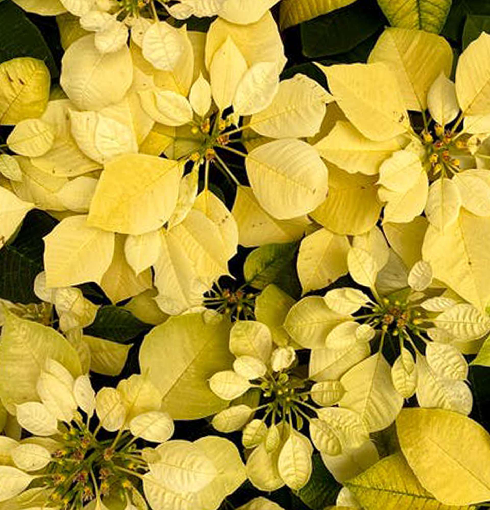  пуансеттия желтая фото – молочай красивейший