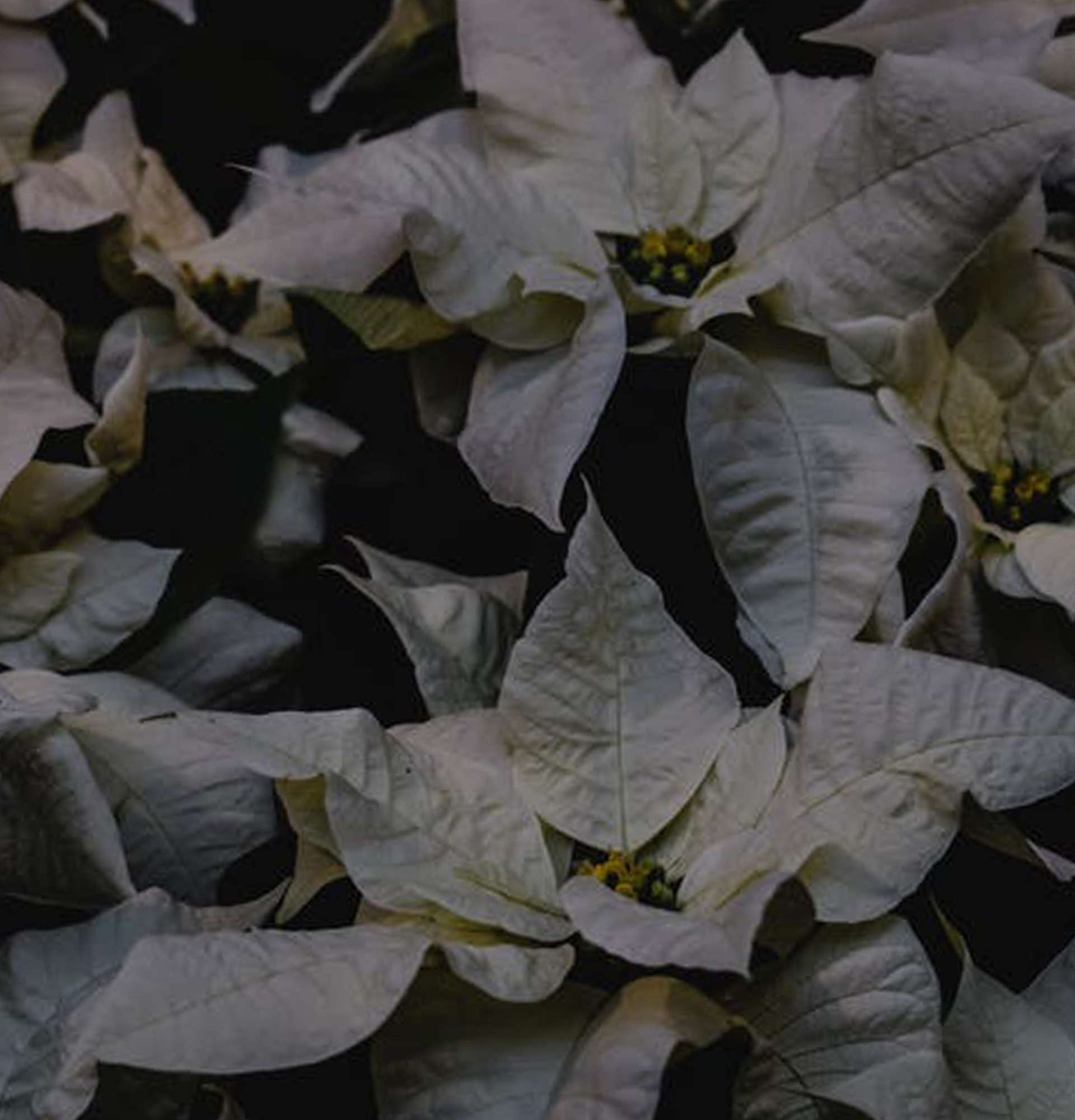  пуансетія біла фото – вазон різдвяна зірка