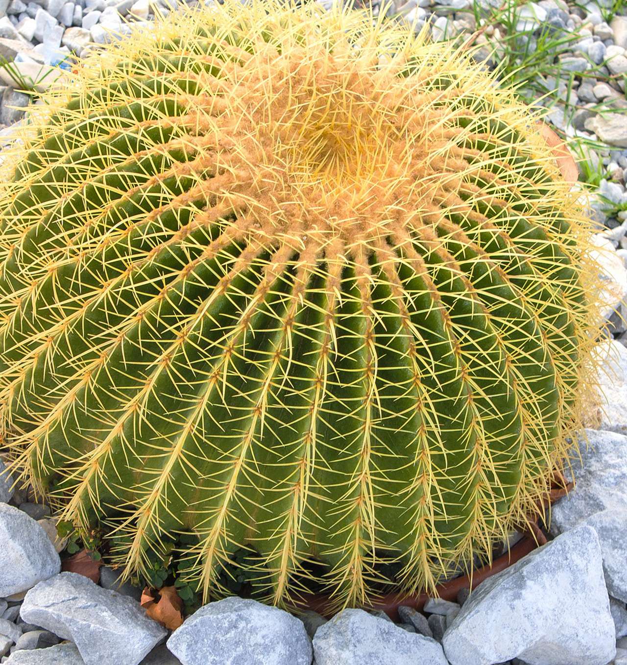  растение золотая бочка фото – Эхинокактус