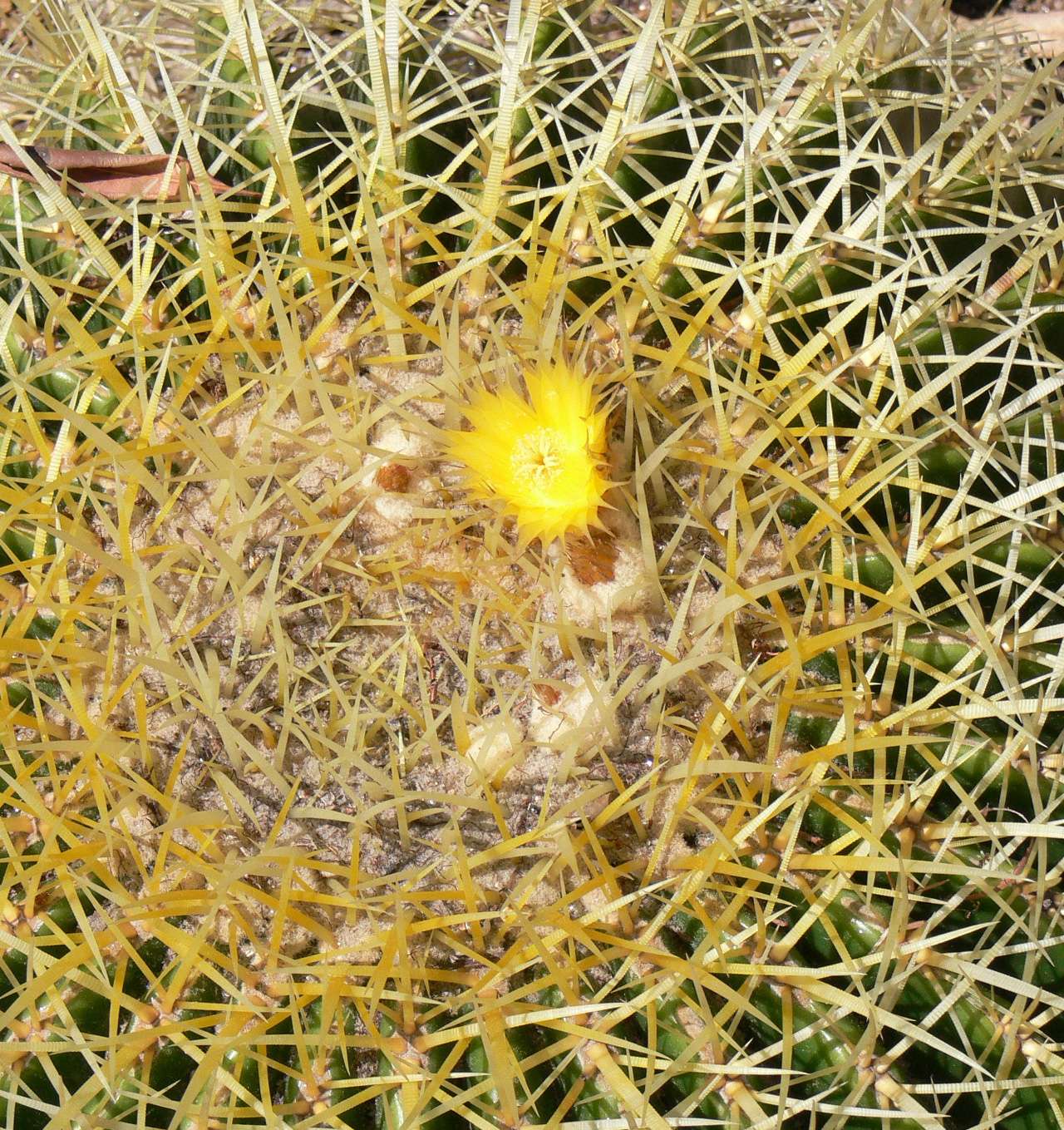  Эхинокактус цветение фото – цветы ежового кактуса