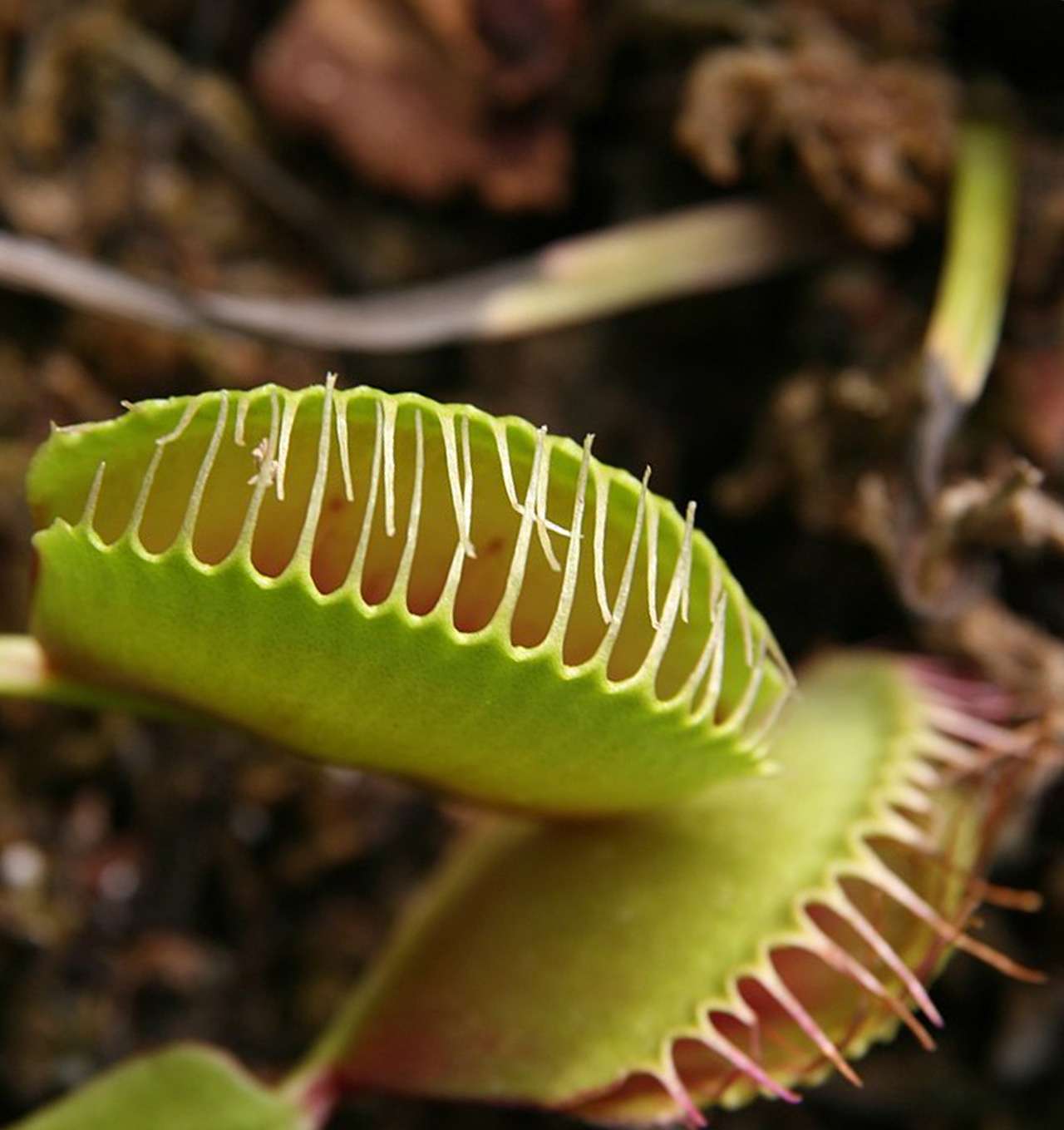  растения которые едят насекомых фото – дионея
