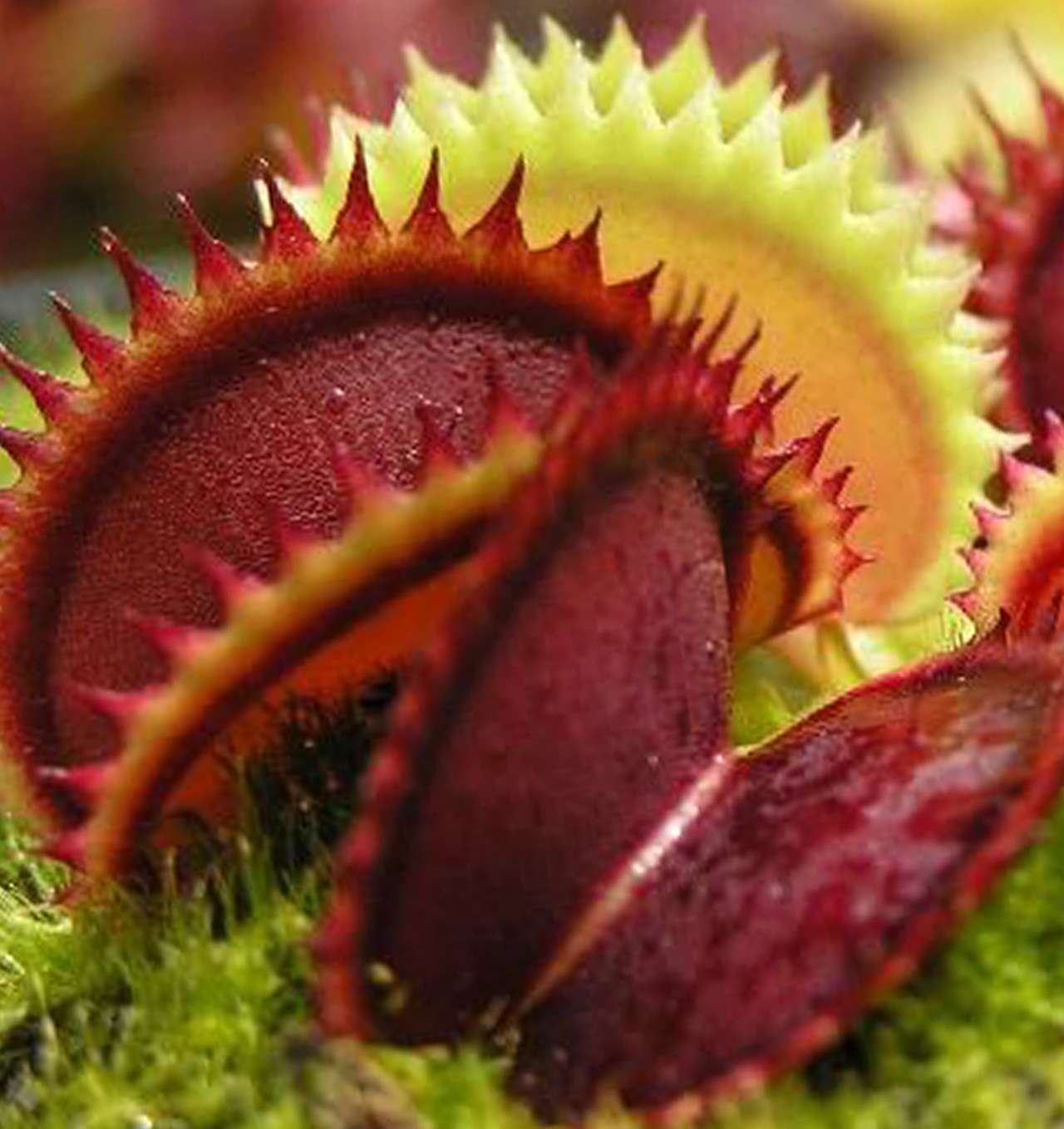  растение которое ест мух фото – цветок дионея
