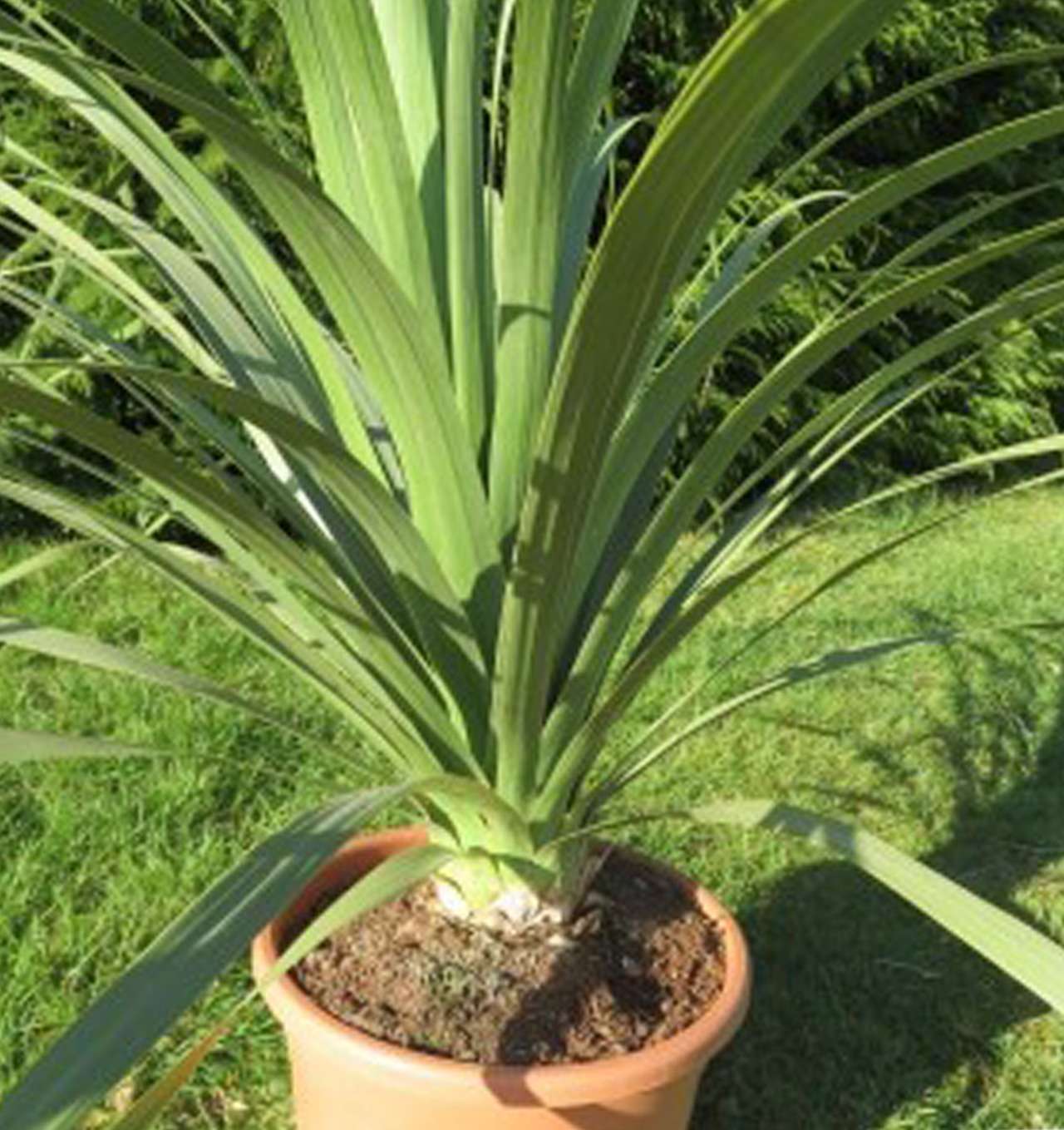 пальма бокарнея фото - тропические растения