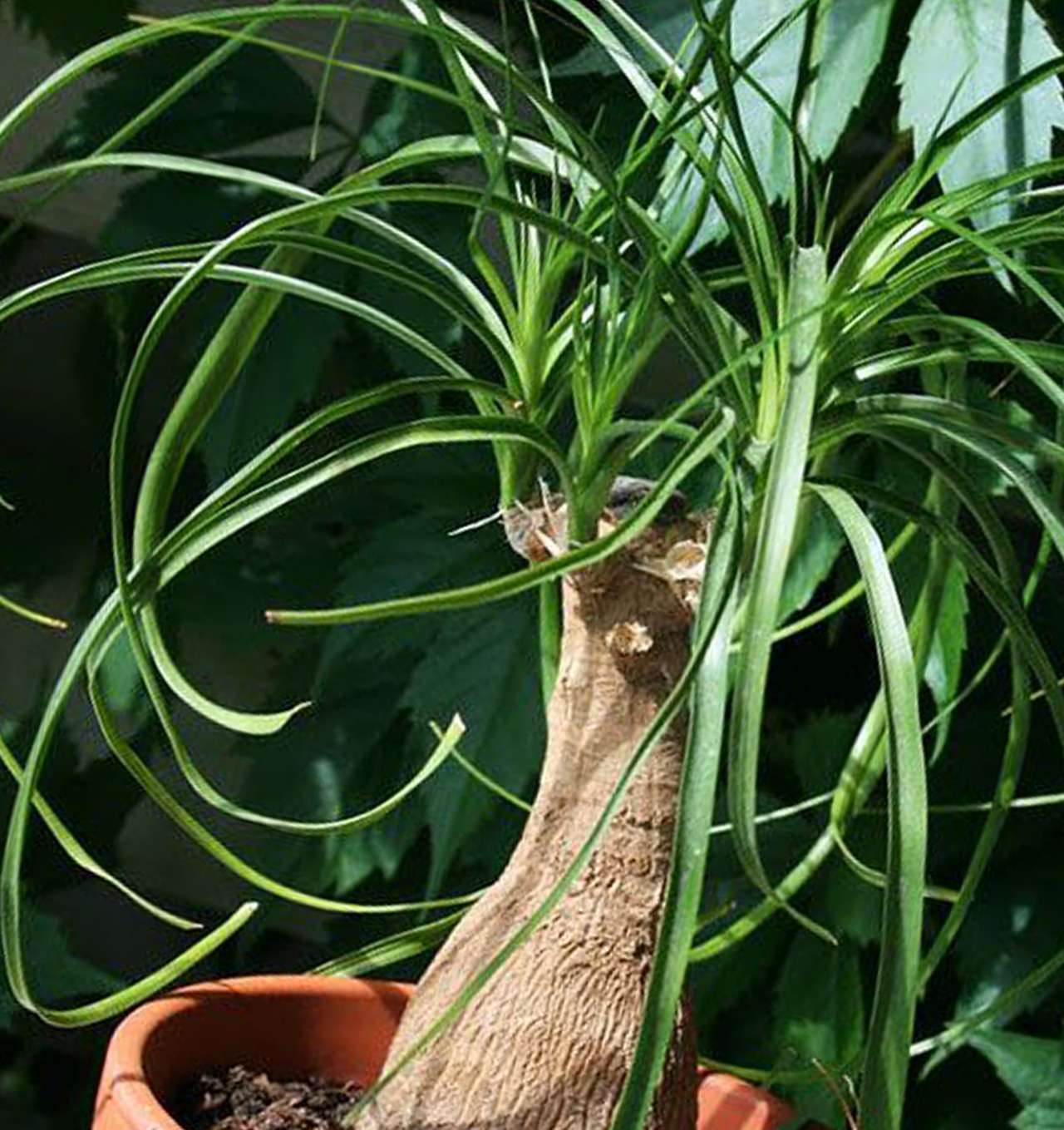  растение слоновая нога фото - пальма нолина