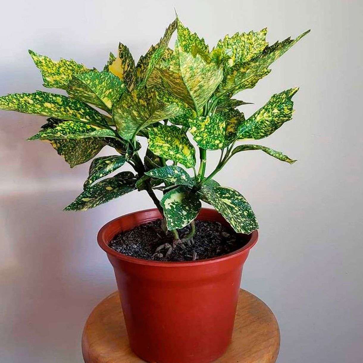 аукуба японская фото взрослого растения