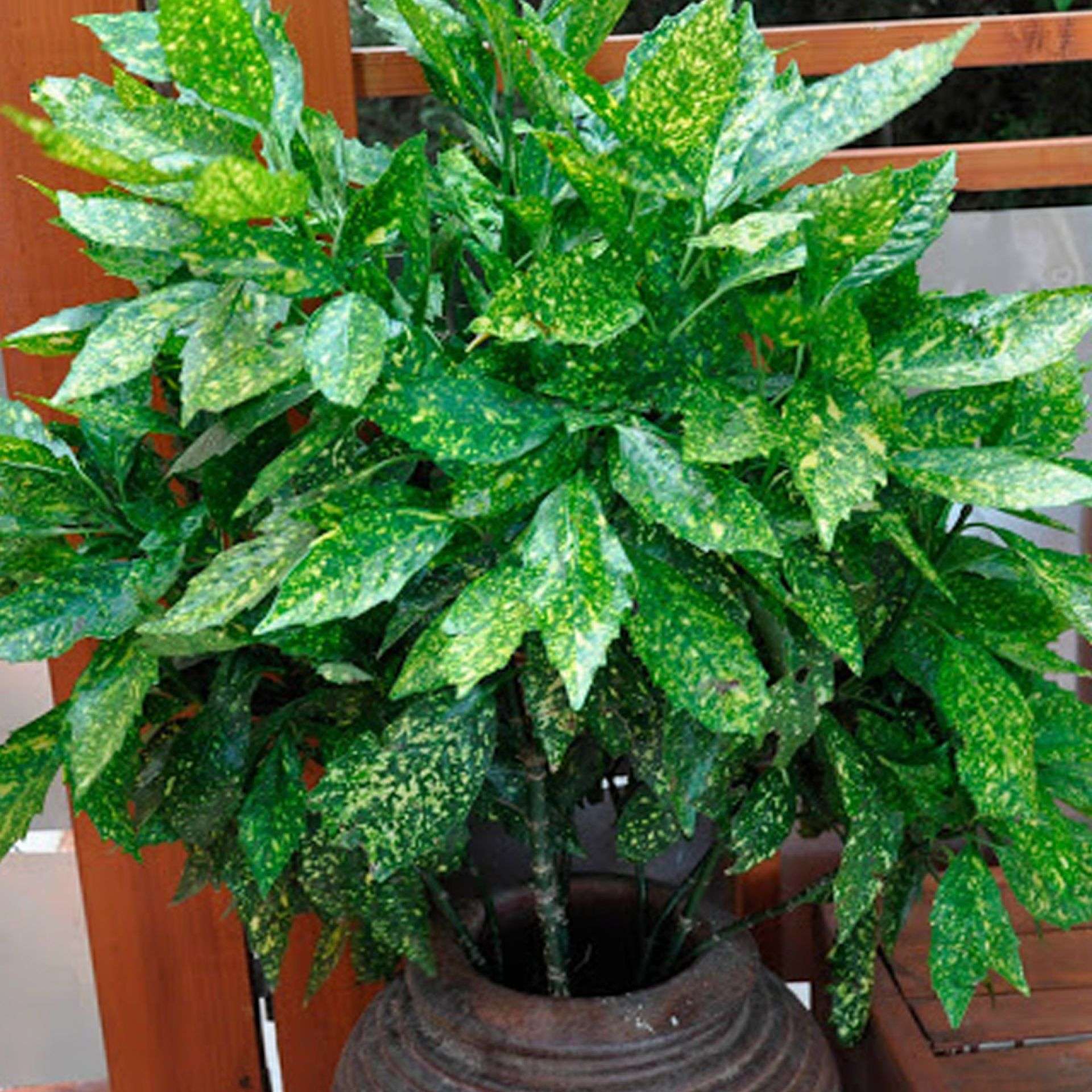 аукуба японская фото взрослого растения