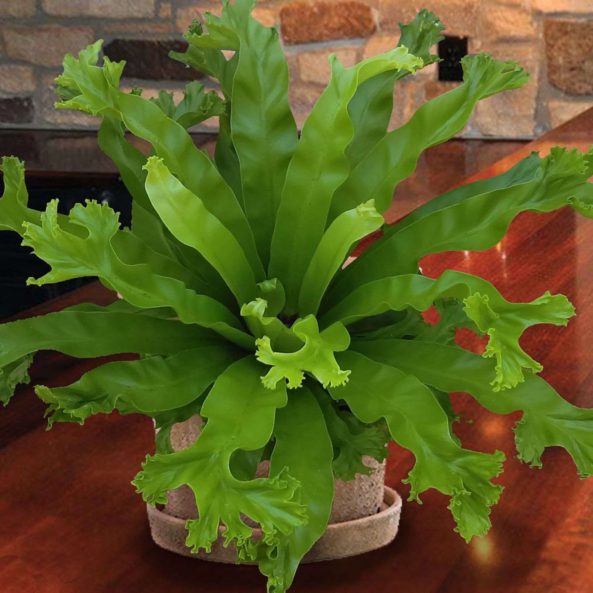 Асплениум antiquum leslie. Асплениум антикум лесли. Асплениум лесли для дома. Асплениум антикум лесли. Асплениум лесли.