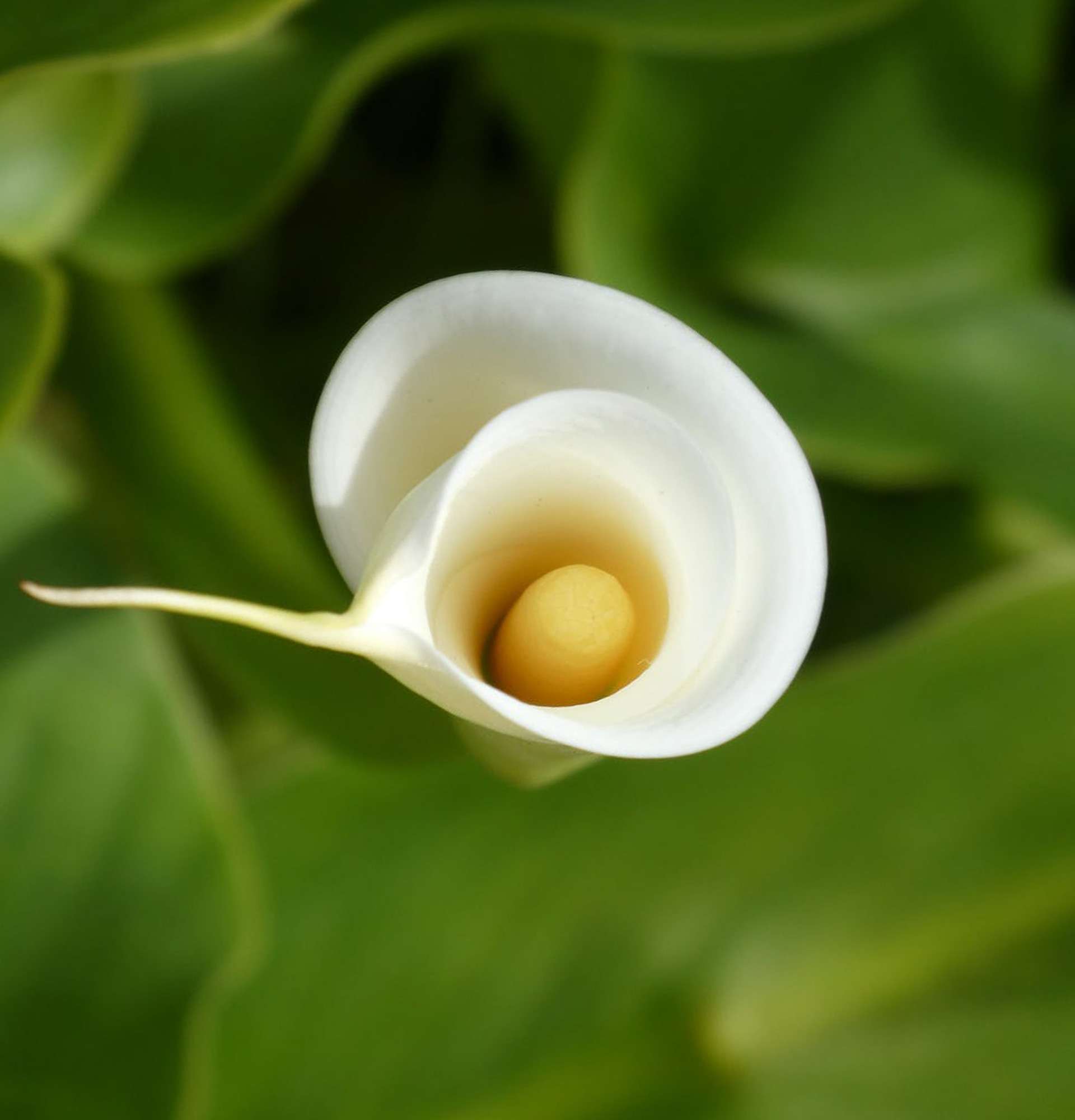  цветение калла белая фото - белокрыльник болотный