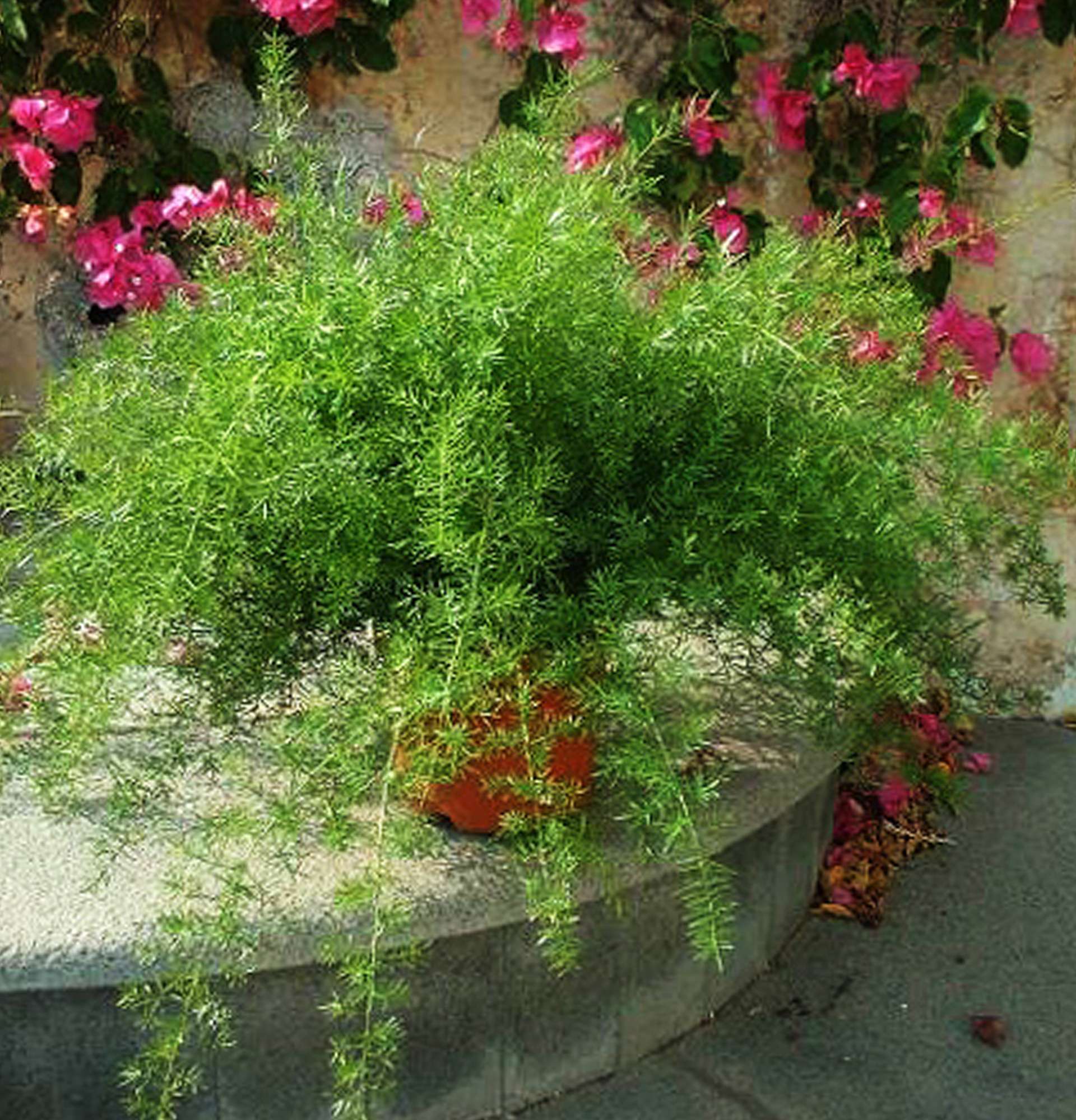 Растение Аспарагус фото – спаржа дома