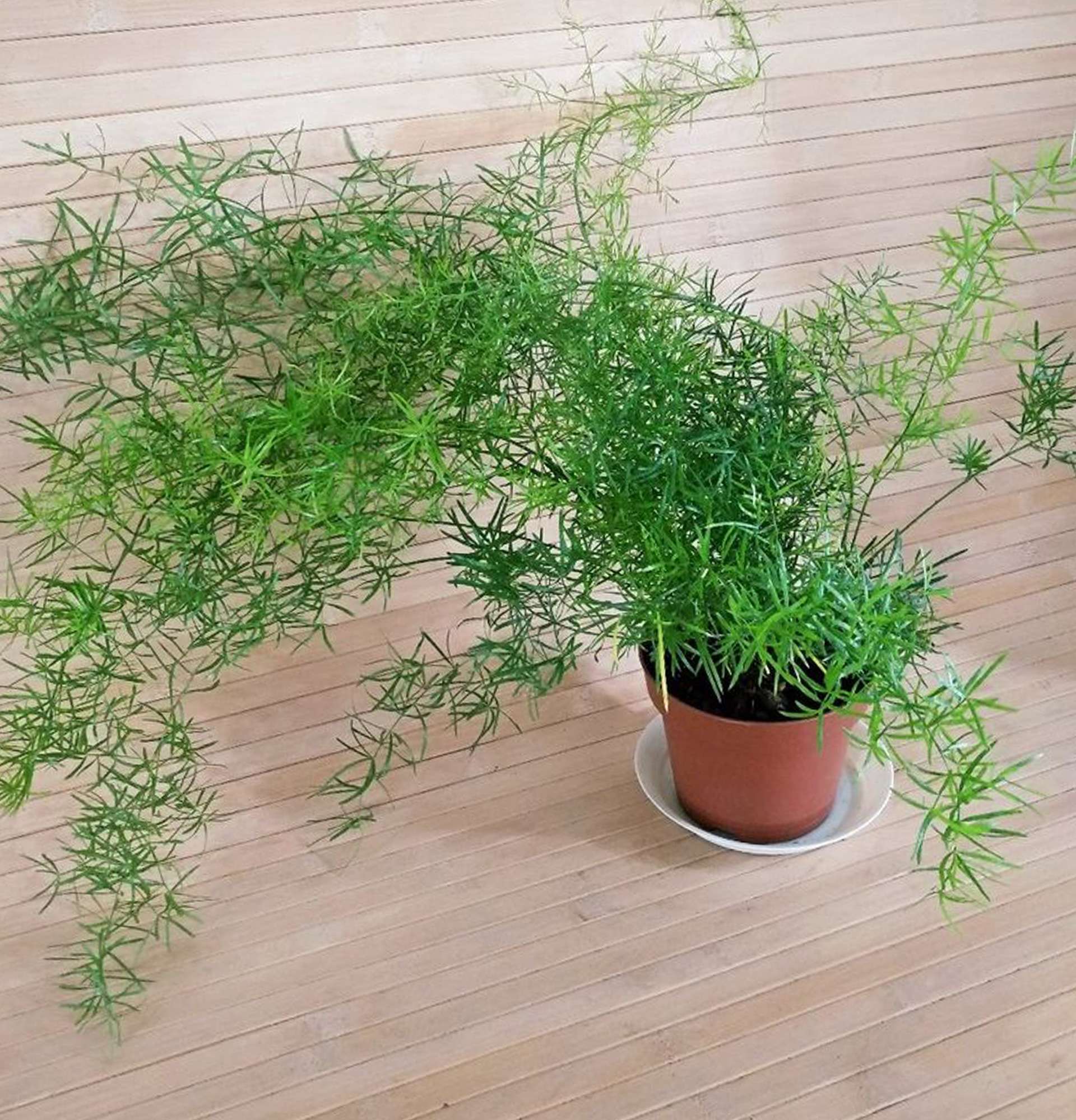  лиственное растение аспарагус фото – спаржа