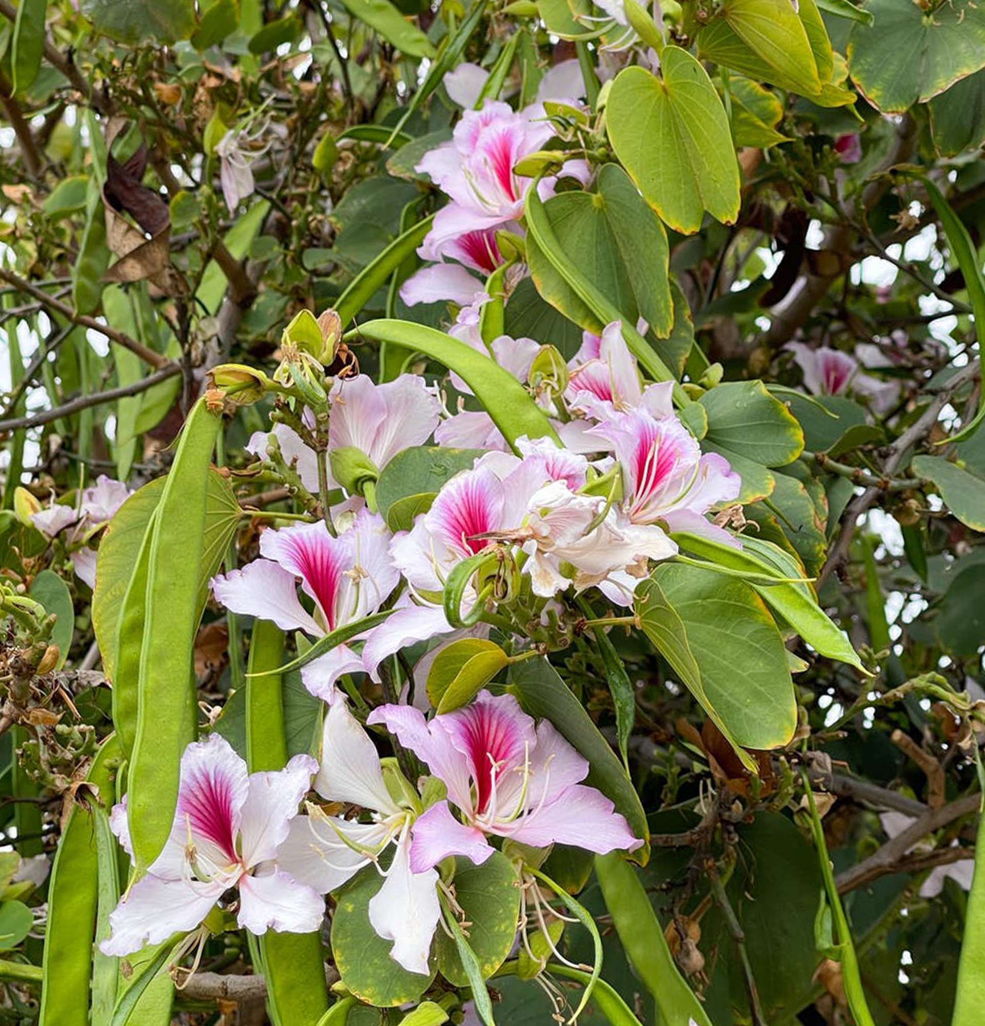 kwitnące krzewy ogrodowe zdjęcie - Bauhinia