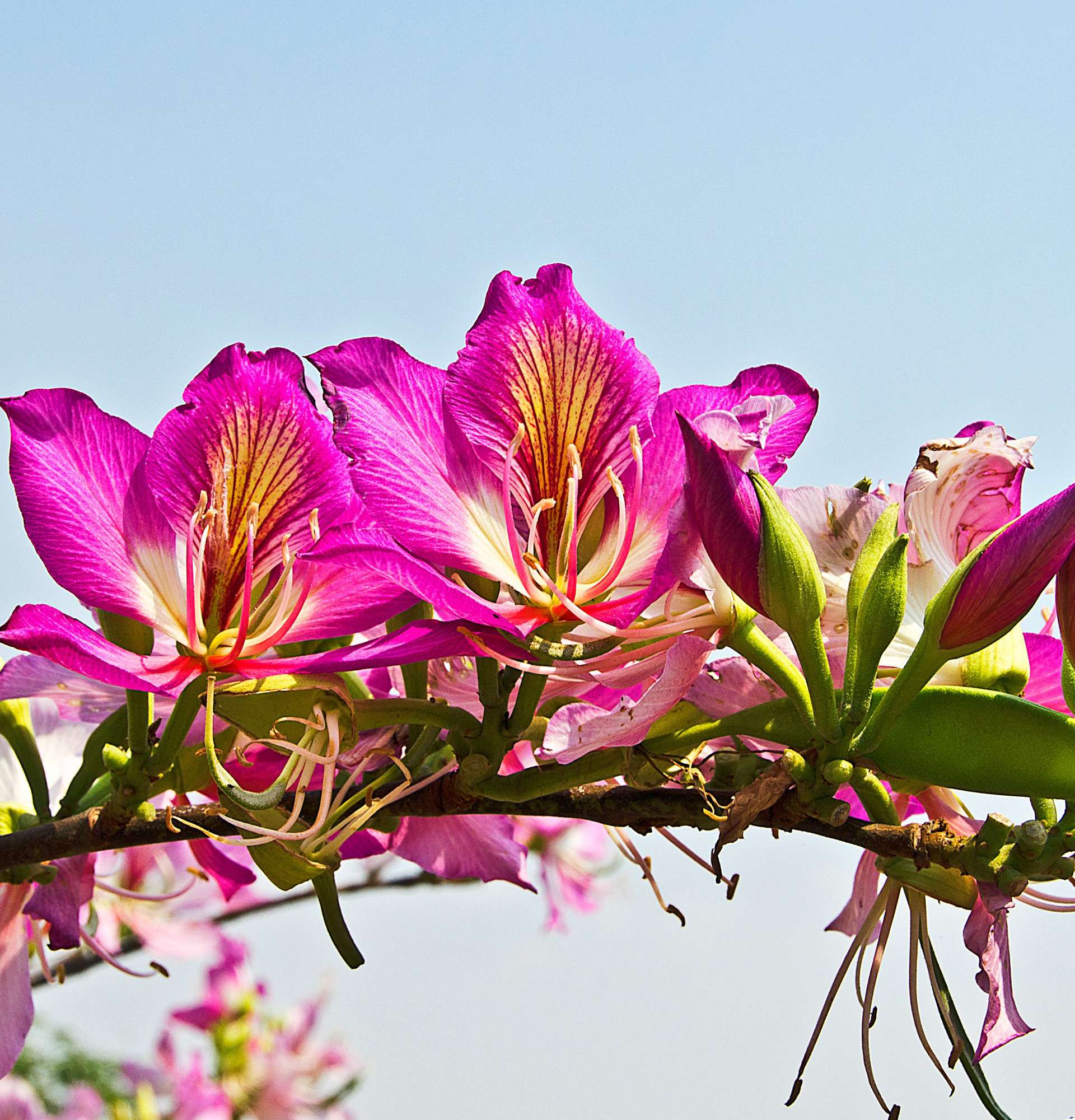 rośliny doniczkowe kwitnące różowymi kwiatami - bauhinia