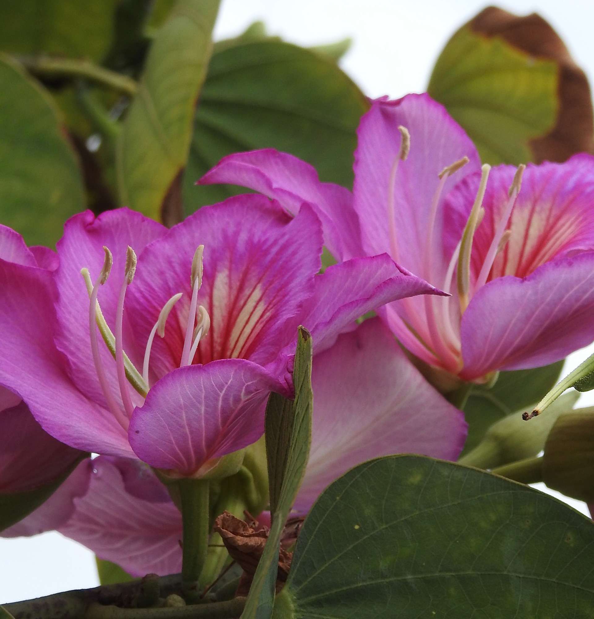  Розовая Баухиния фото - домашние деревья