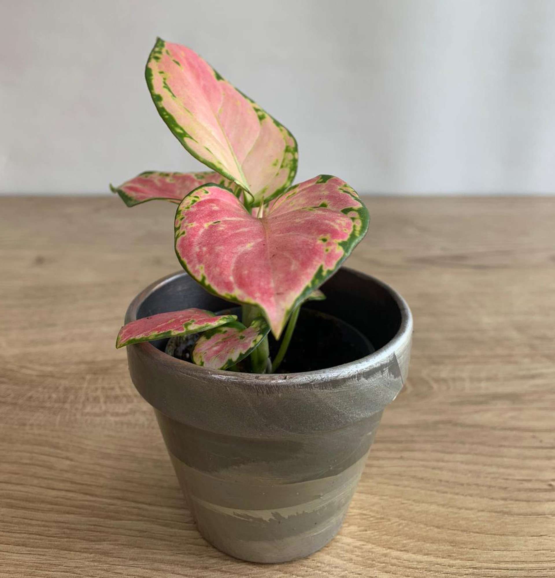  комнатная Аглаонема фото – растение с красноватыми листьями