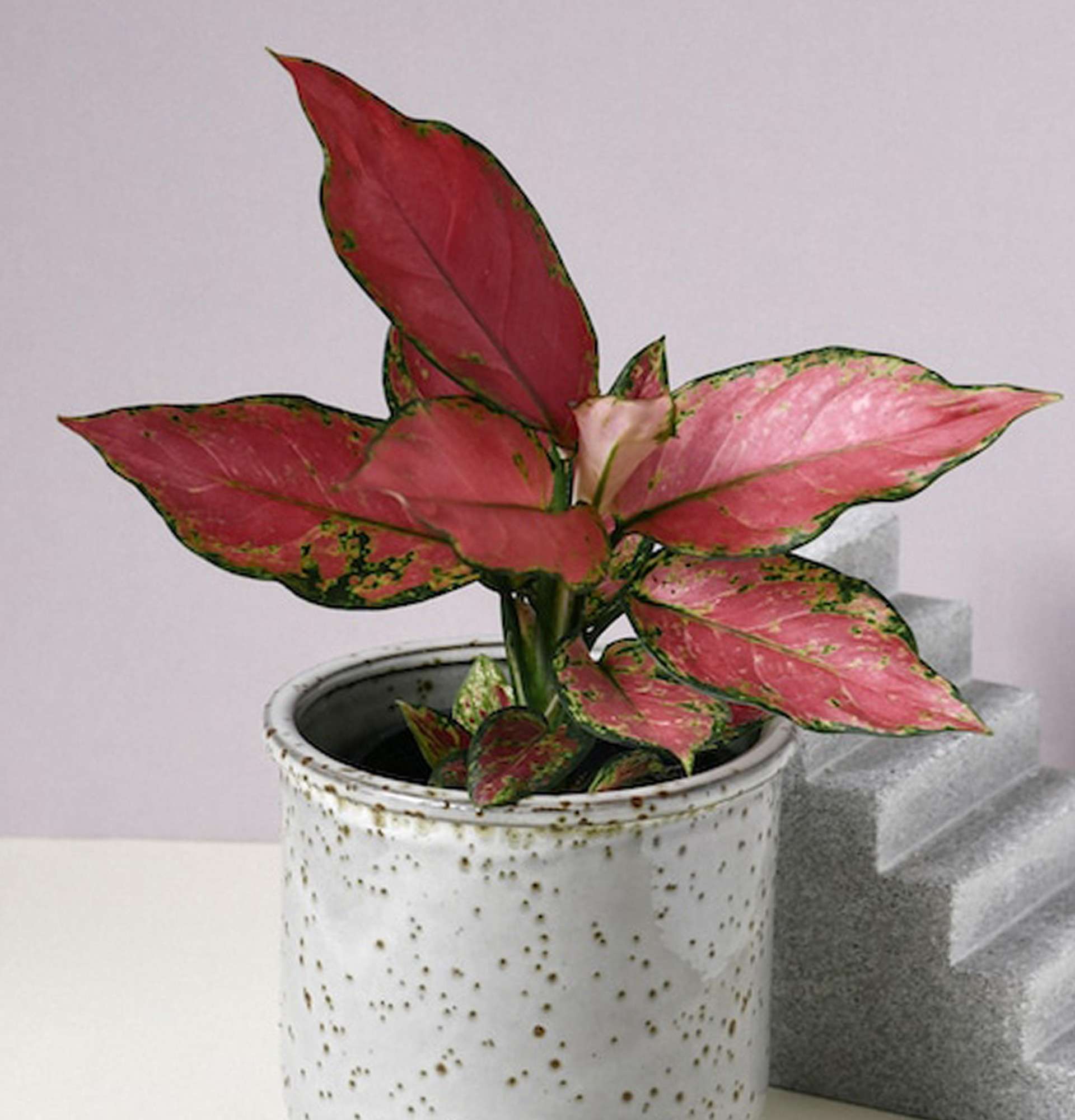  домашний вазон Аглаонема – фото цветок с зелено розовыми листьями