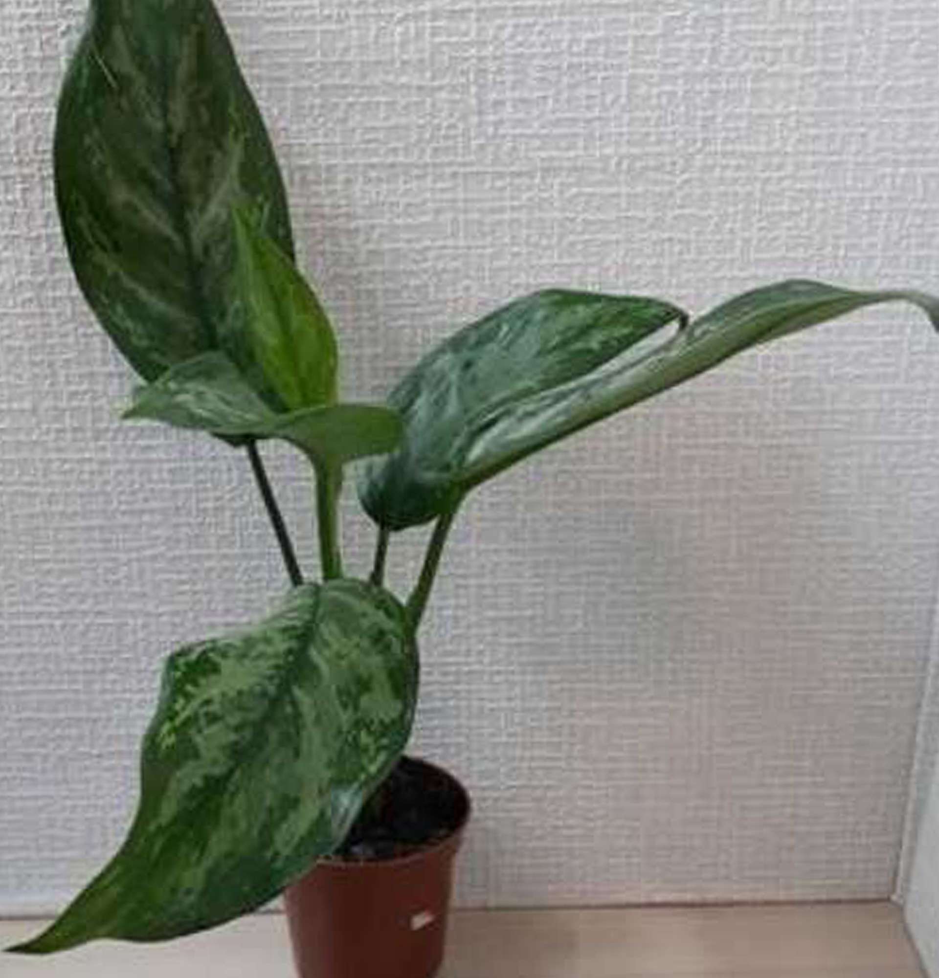  Аглаонема фото – комнатное растение с большими листьями