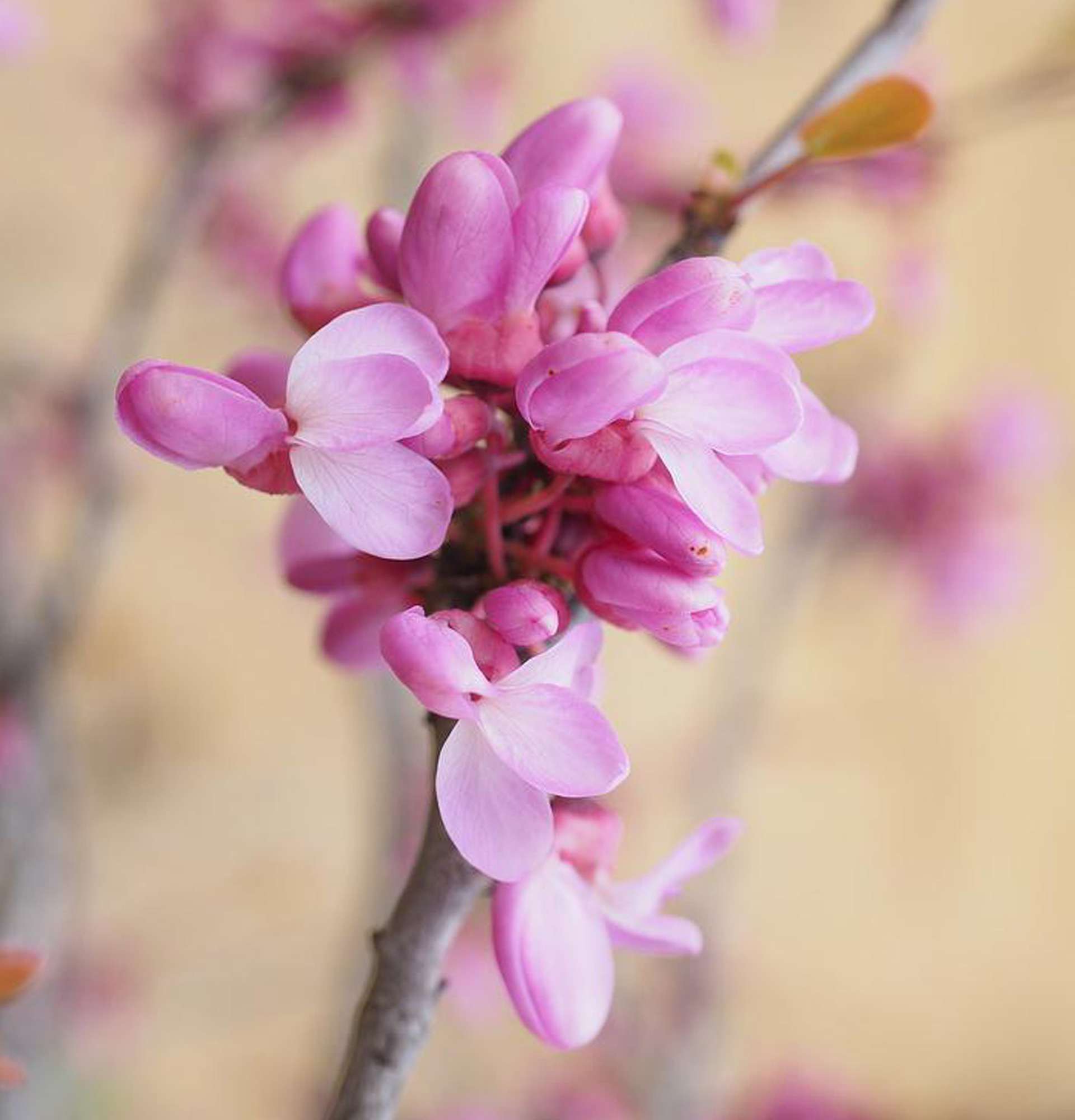  багрянник фото - цветущие розовым деревья