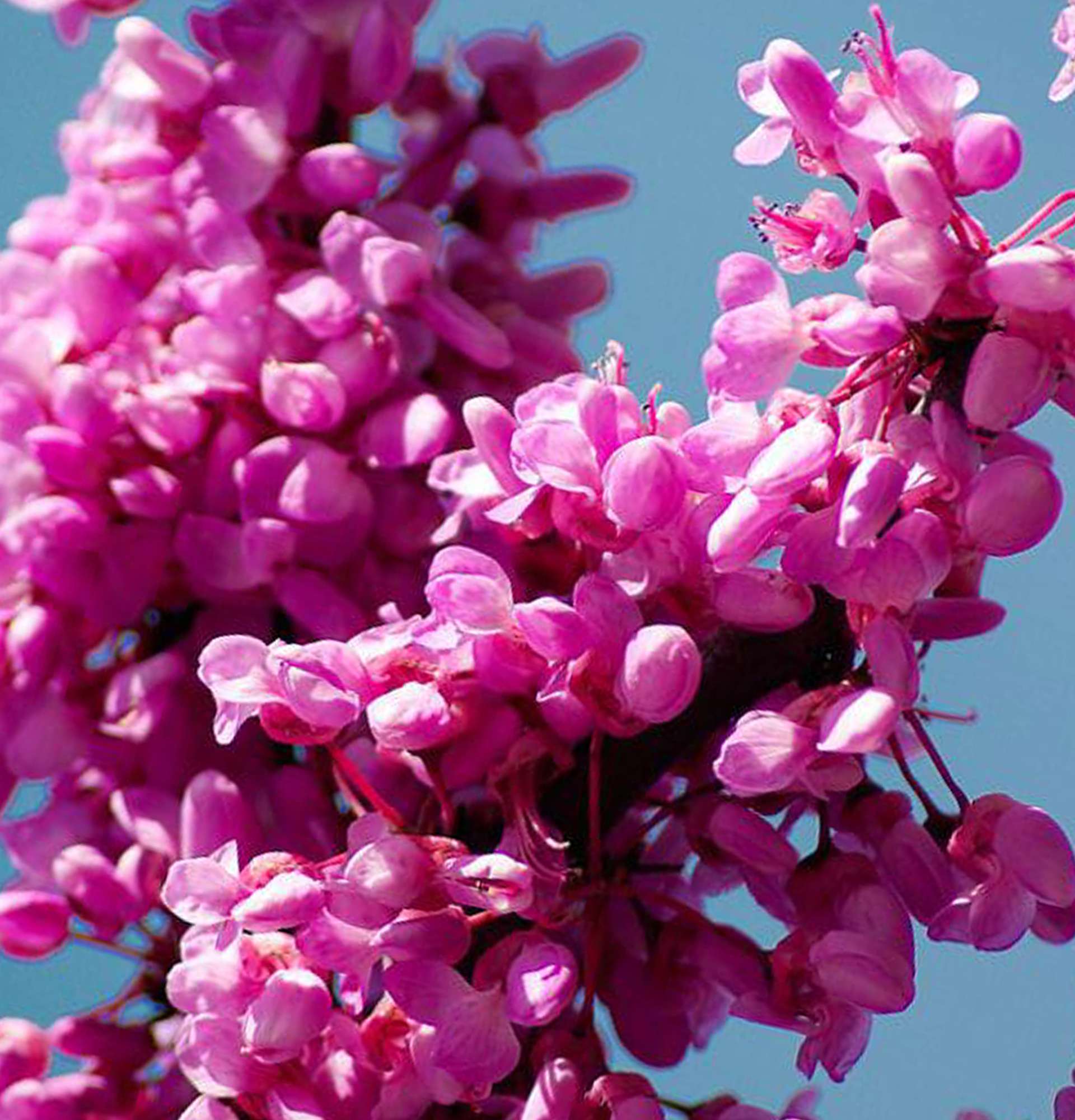  Церцис фото - кусты цветущие розовыми цветами
