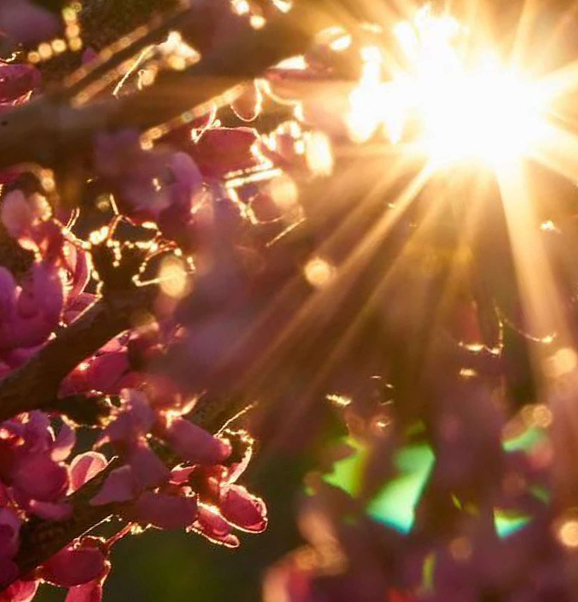  иудино дерево фото - солнце в цветах